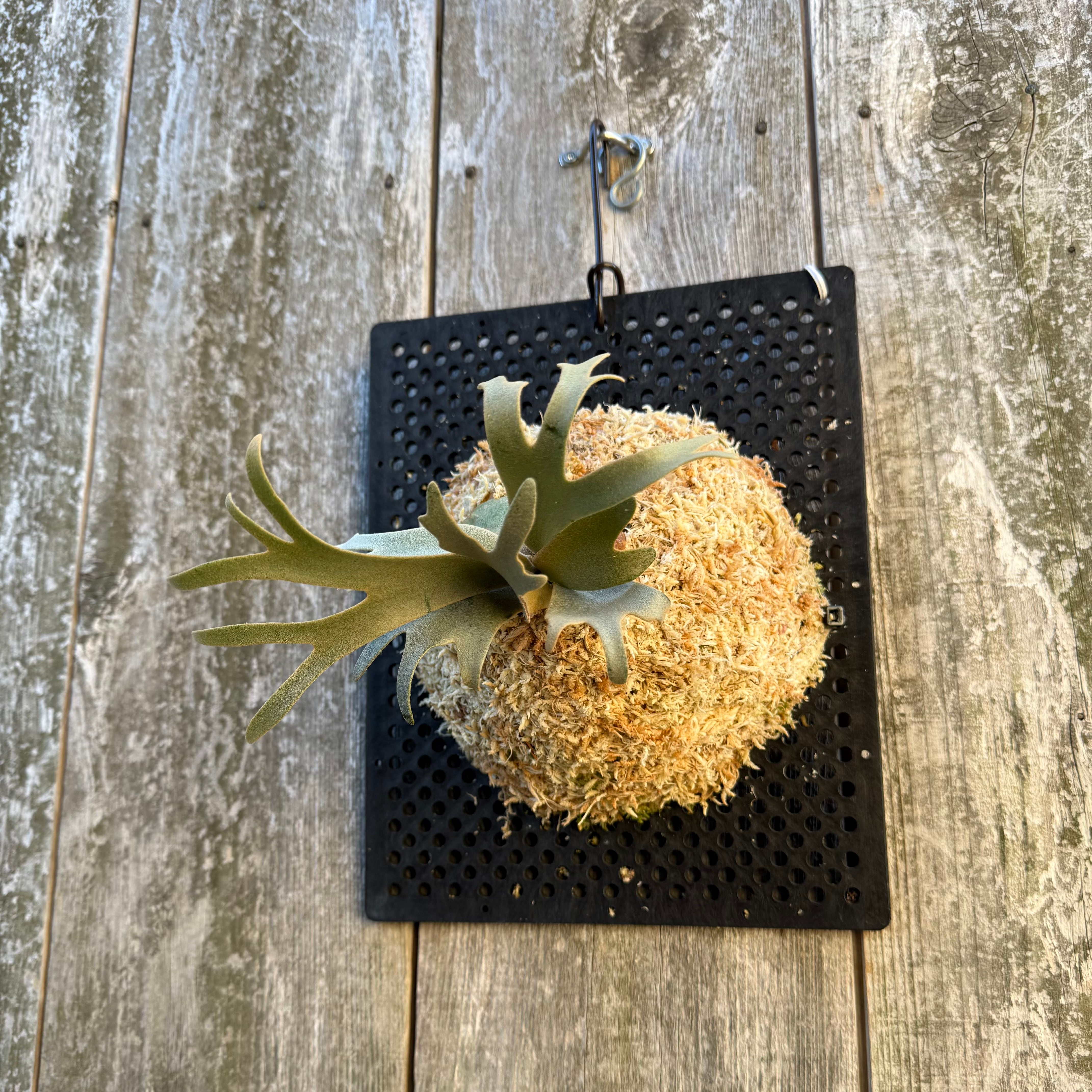 P. willinckii watchara sporelings dwarf (pup) | naturefix