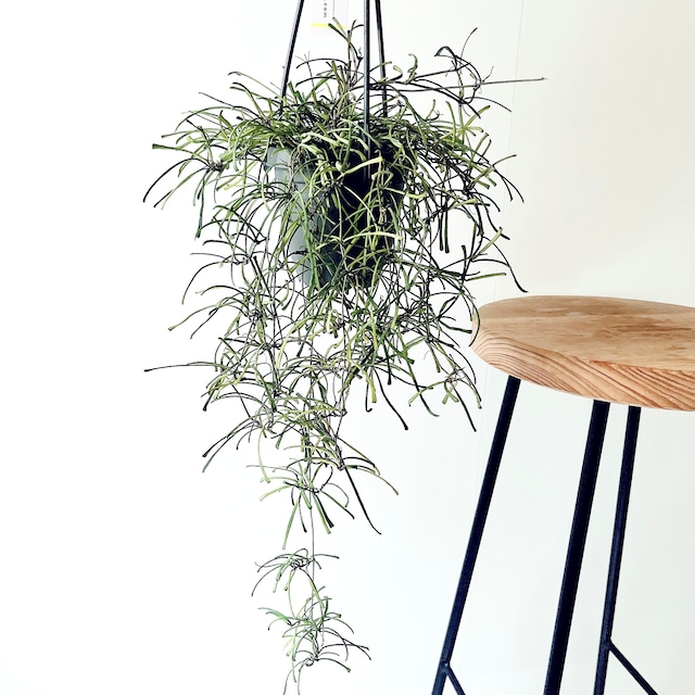 【再入荷】ホヤ レツーサ ロング 人気 観葉植物 calm cafe