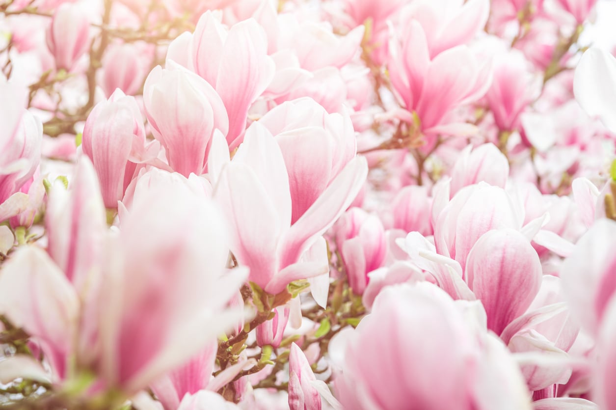 2026年3月14日オンラインレッスン マグノリア