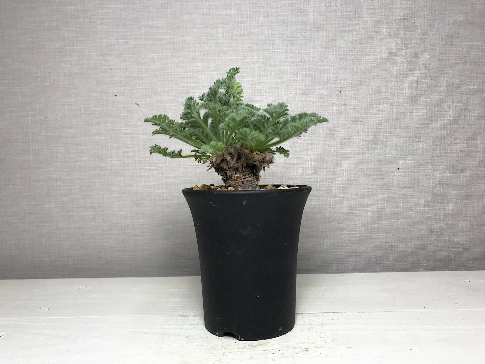 ペラルゴニウム アッペンディクラツム