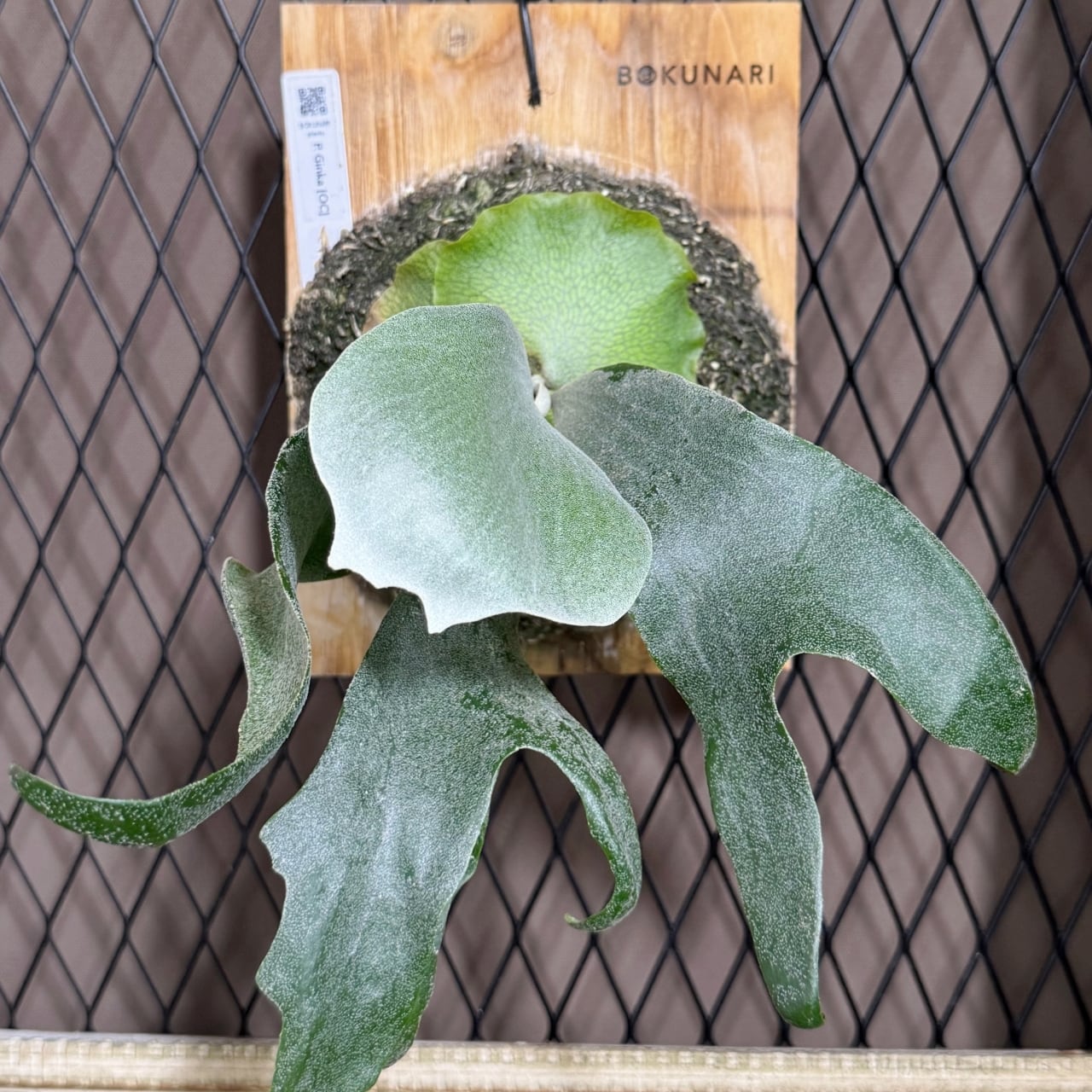 ビカクシダ P. Ginka [OC] 銀華・ギンカ【中株】 | BOKUNARI plants