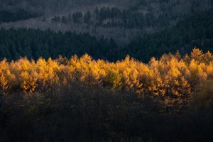 Golden Larch