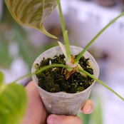 アンスリウム・ベイチー│Anthurium Veitchii③│観葉植物