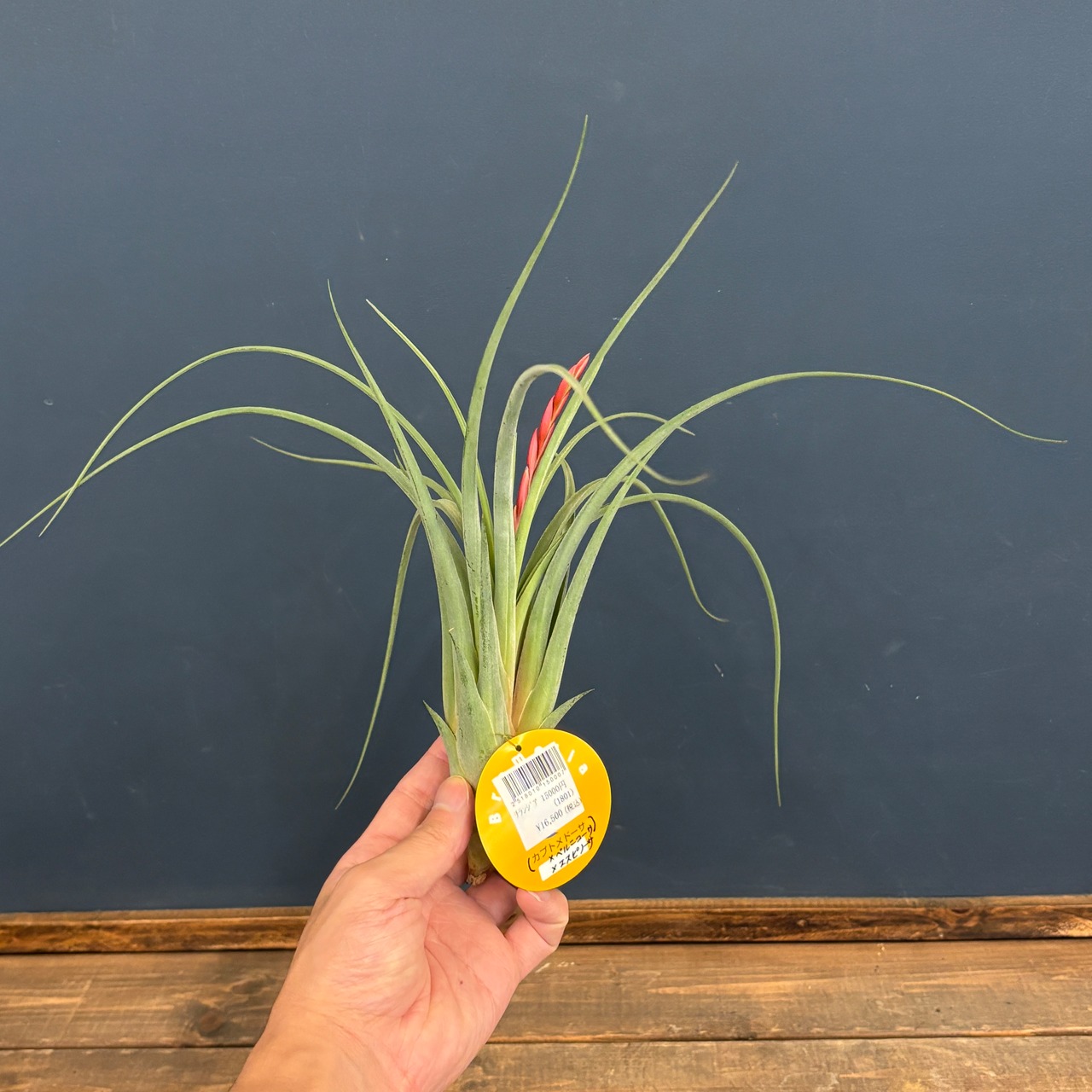 チランジア　(カプトメデューサ × ベルニコーサ) × エスピノーサ【593】