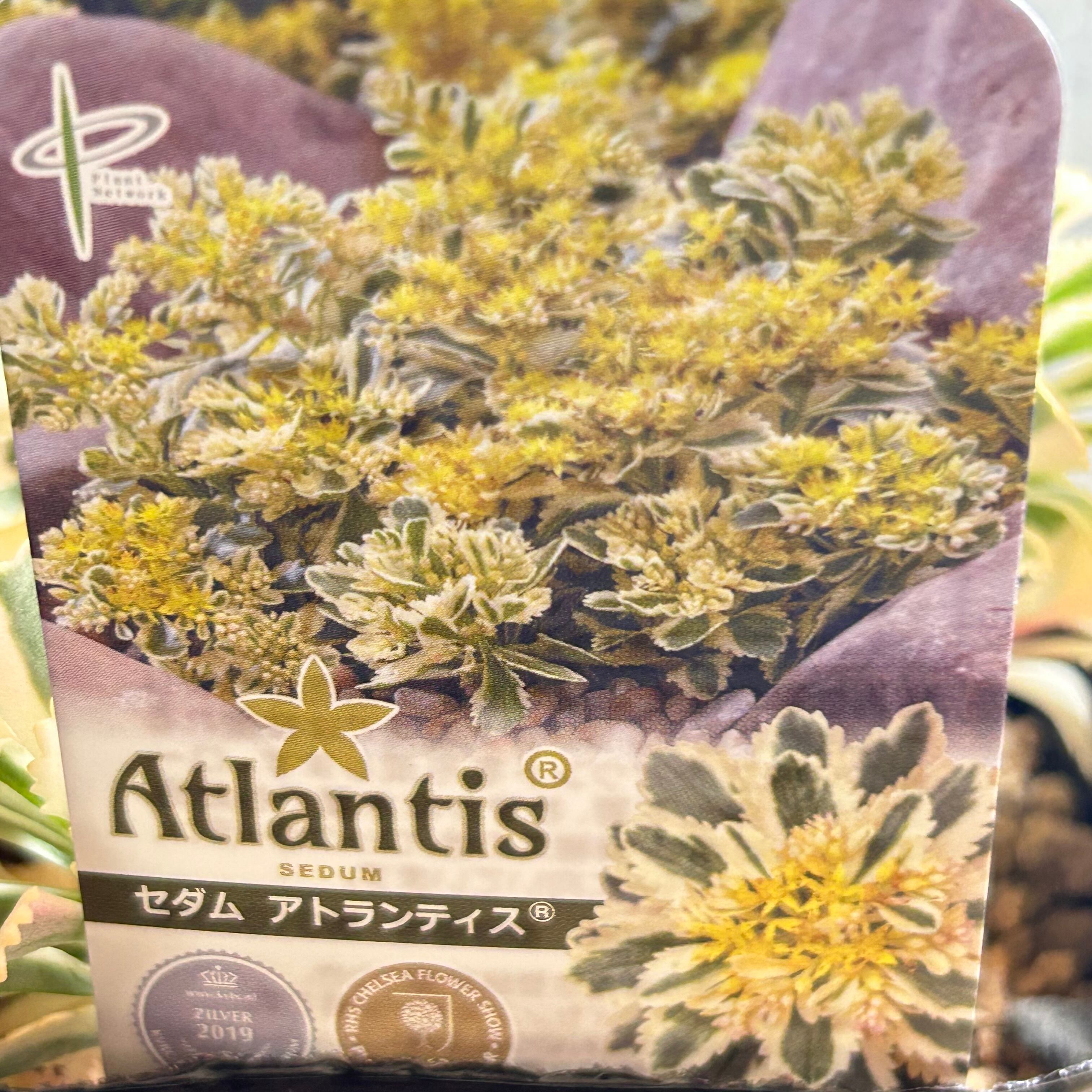 アトランティス | RuPo 多肉植物専門店