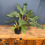 【クリアランス】フィロデンドロン オレンジマーマレード【649】