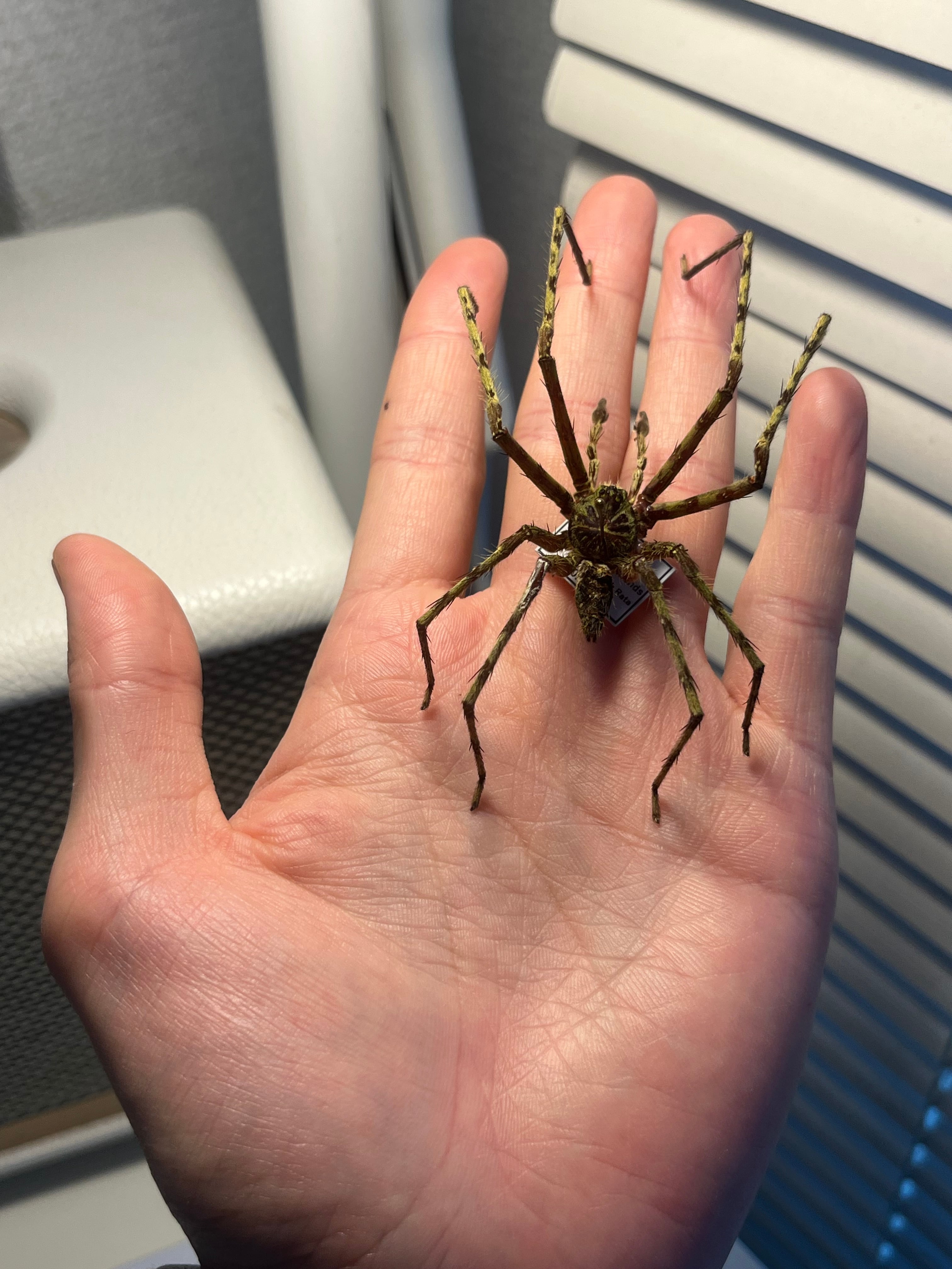 標本】グリーンハンツマン トゥルースパイダーマンティスムカデ