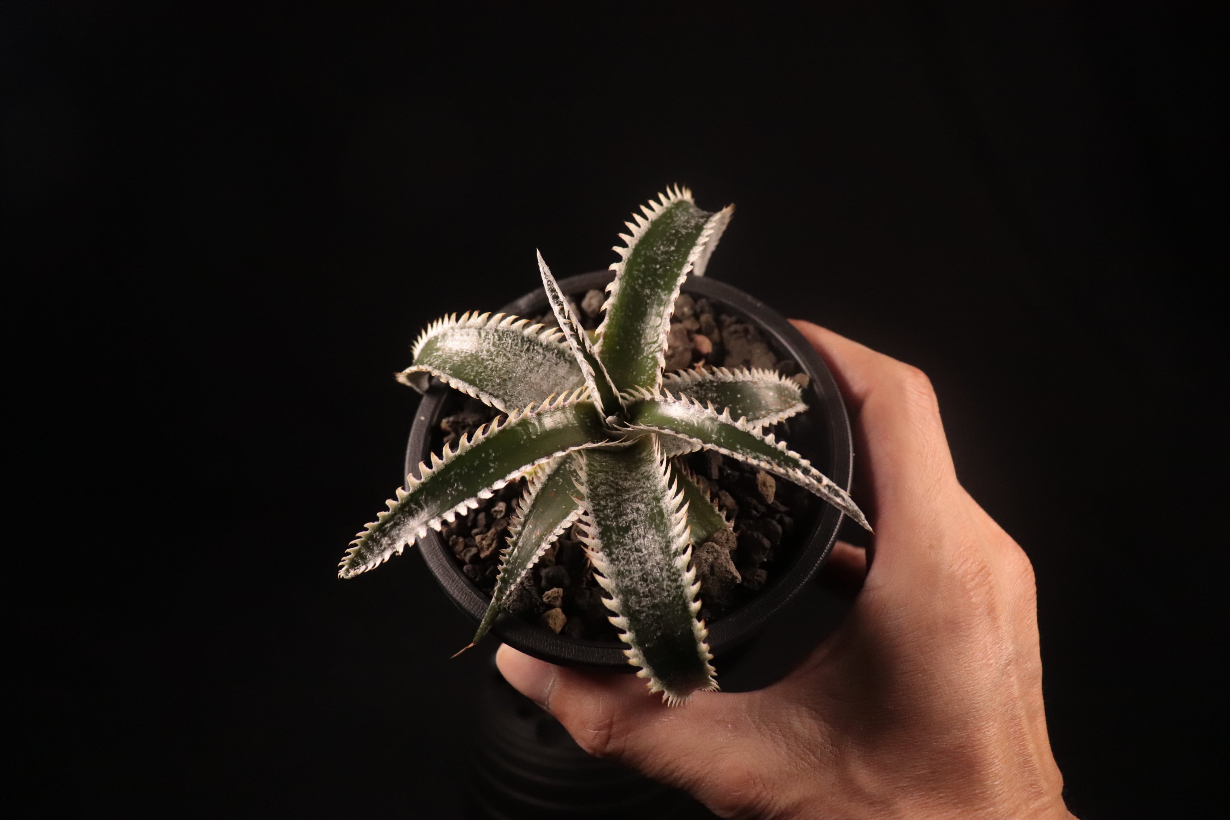 送料無料】Dyckia 'Obsidian' x ml 'Pink Spine'〔ディッキア〕現品