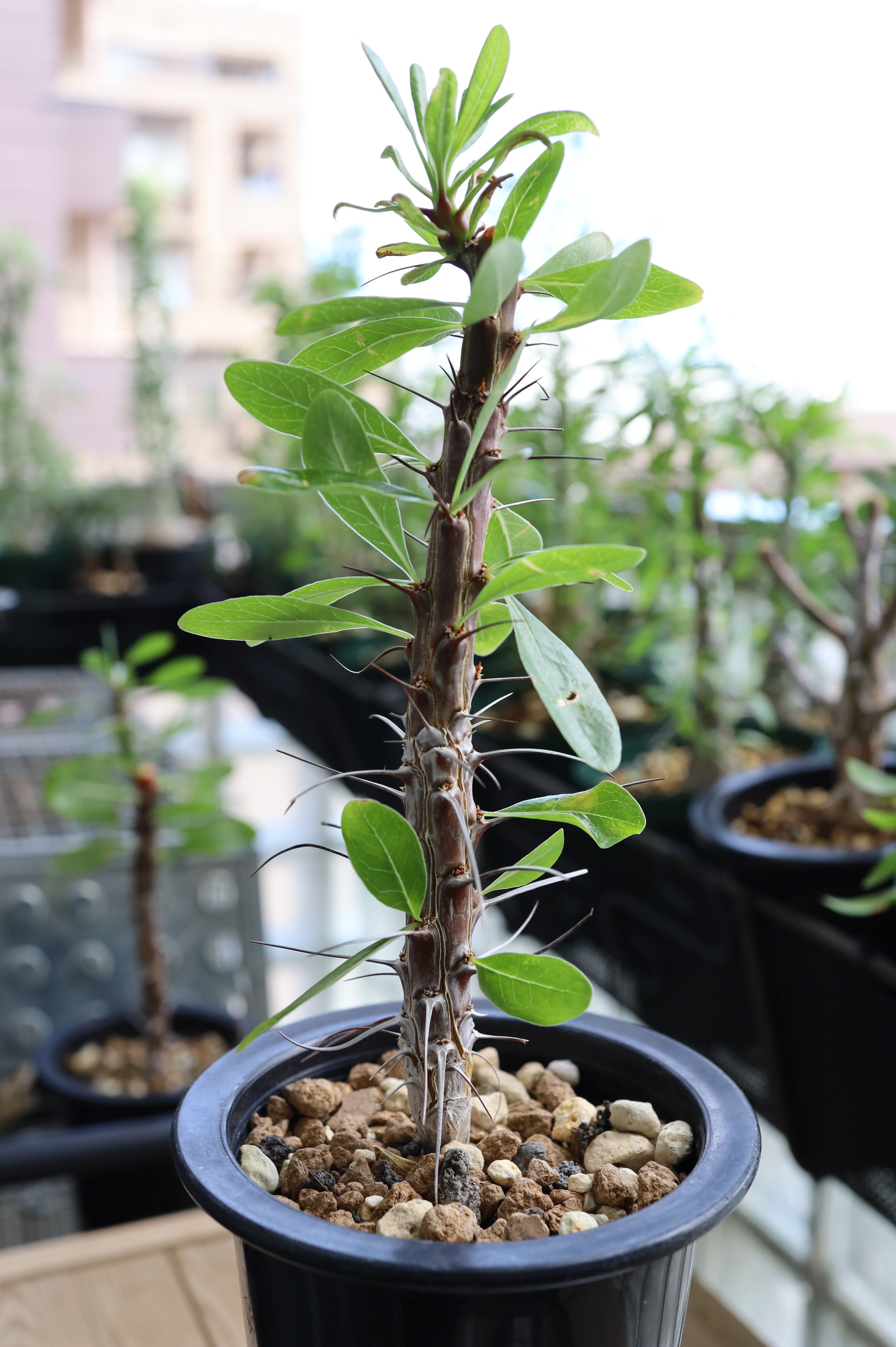 フォークイエリア・ディグエティ | Fouquieria diguetii_003