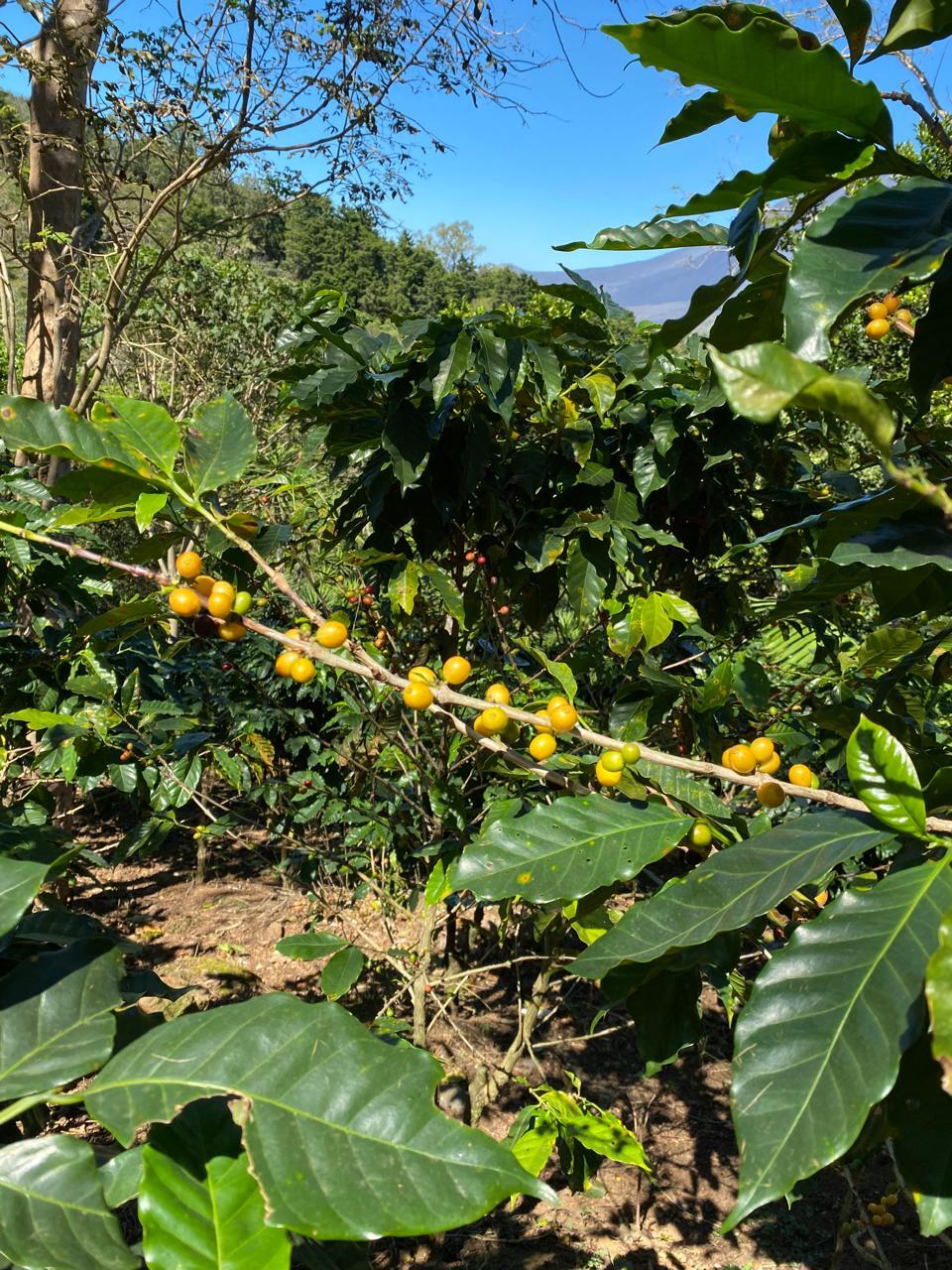 定期便フルーティセレクション150gx2