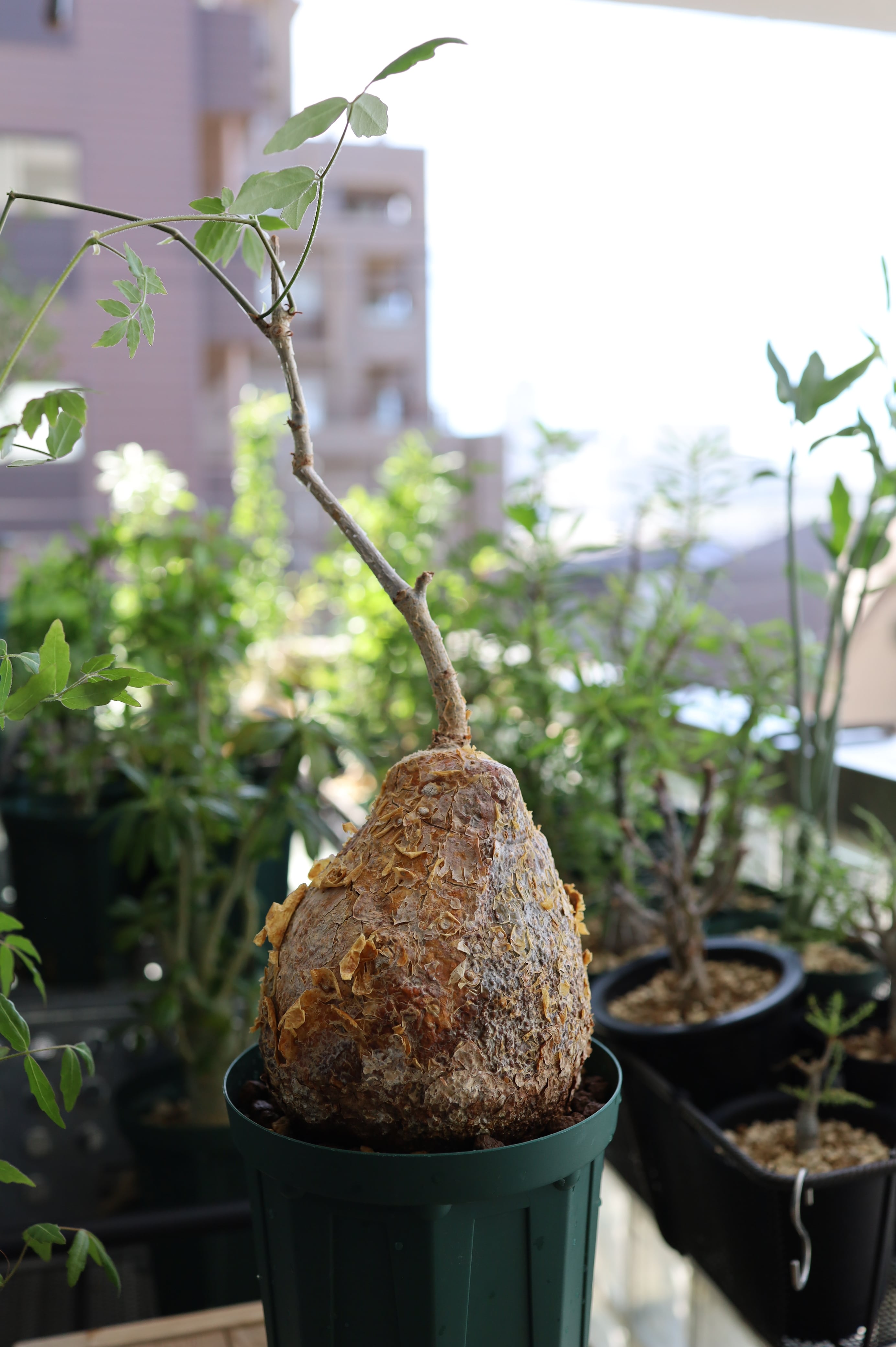 キフォステンマ・ラザ | Cyphostemma laza