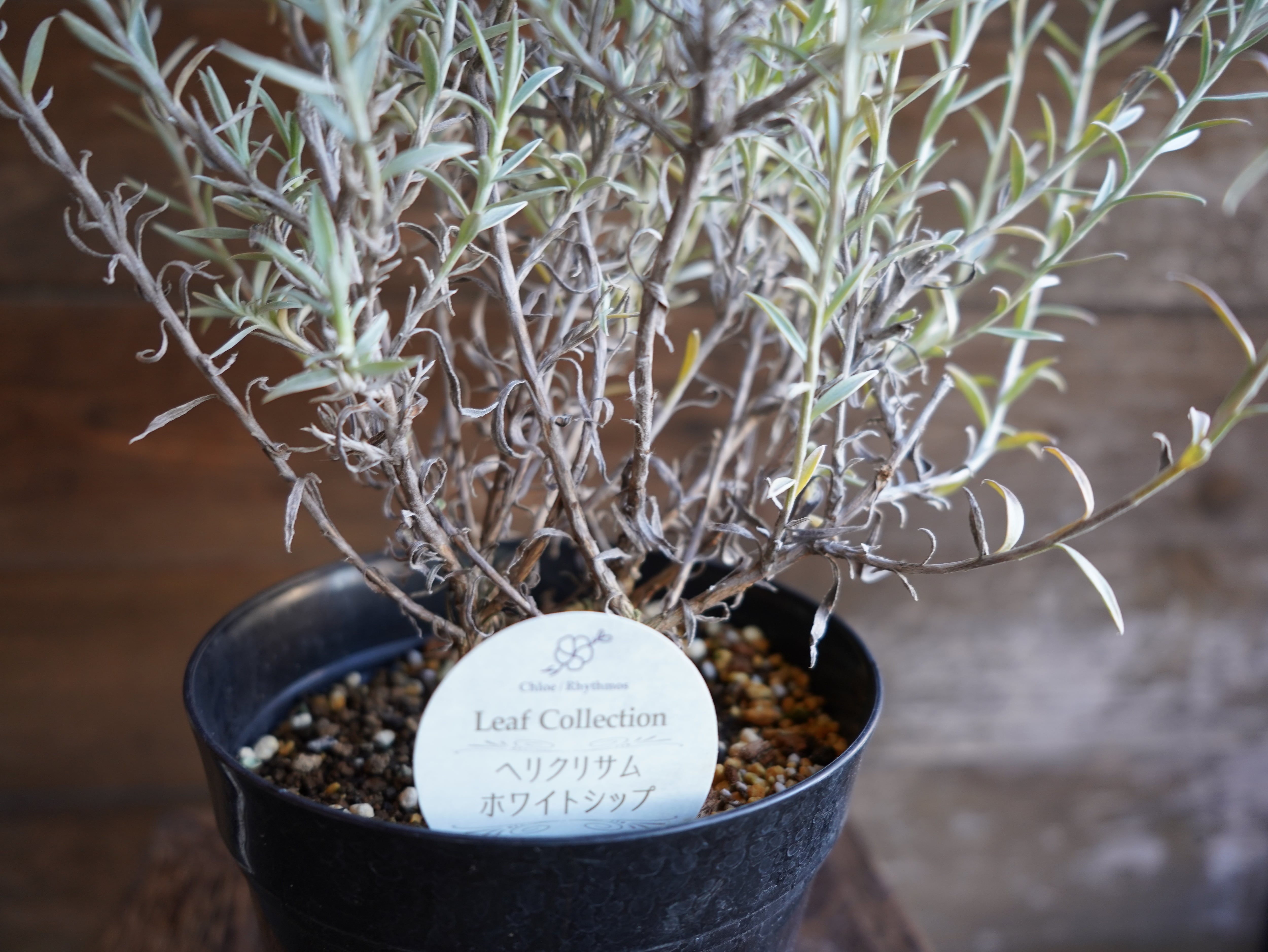 【現物】ヘリクリサム　”ホワイトシップ”