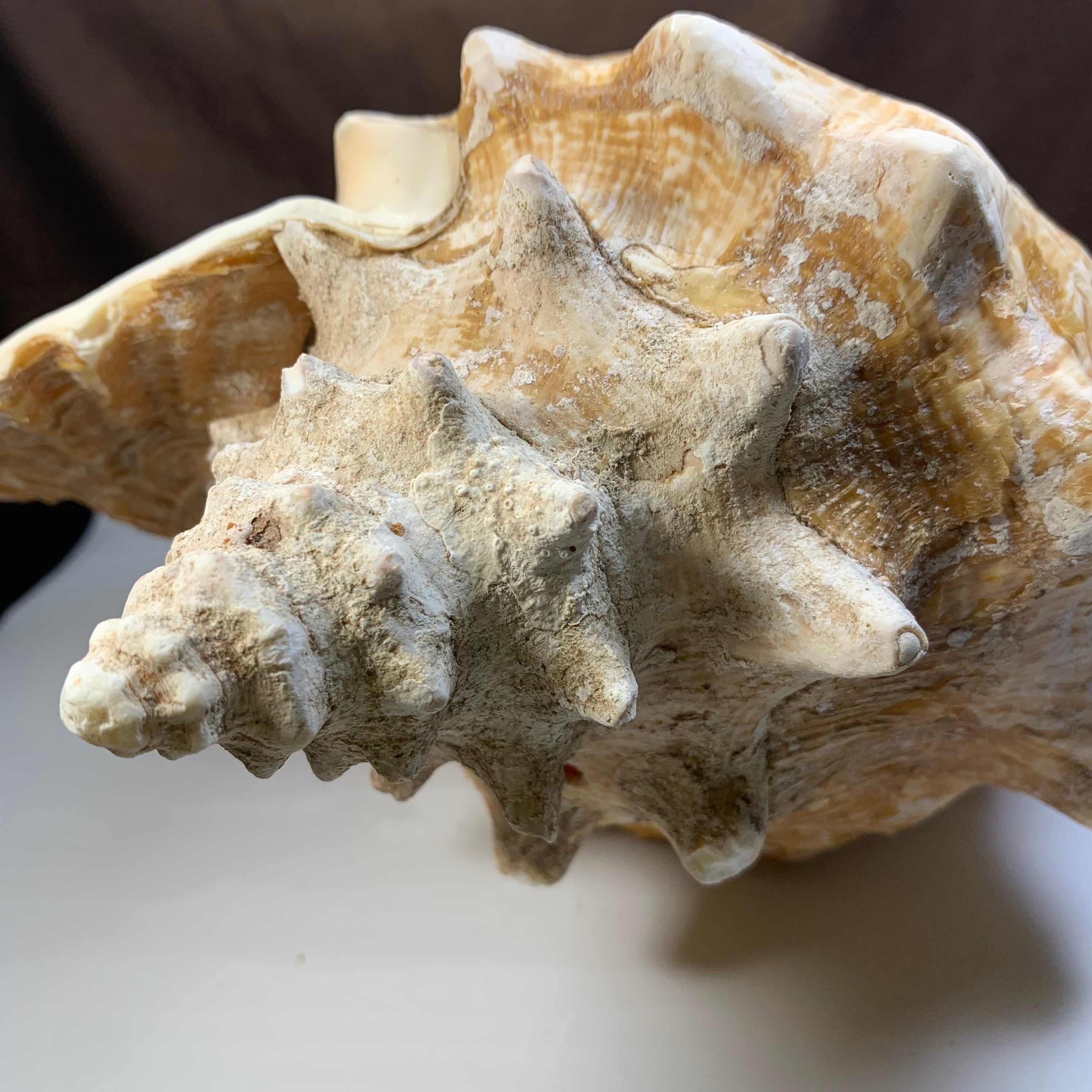 2.クイーンコンクシェル貝母・貝殻 | Pay ID