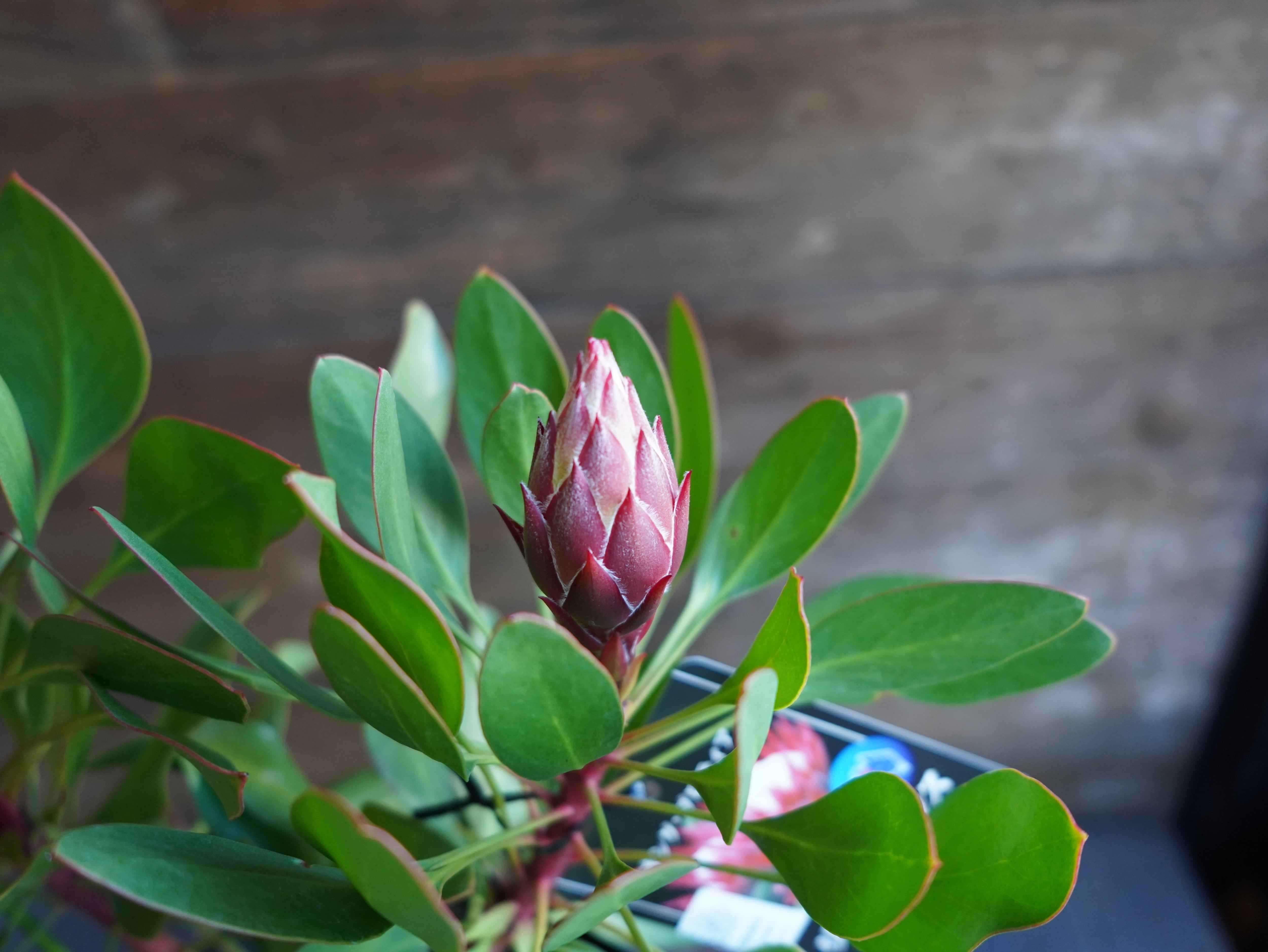 【現物】プロテア ”リトルプリンス” C