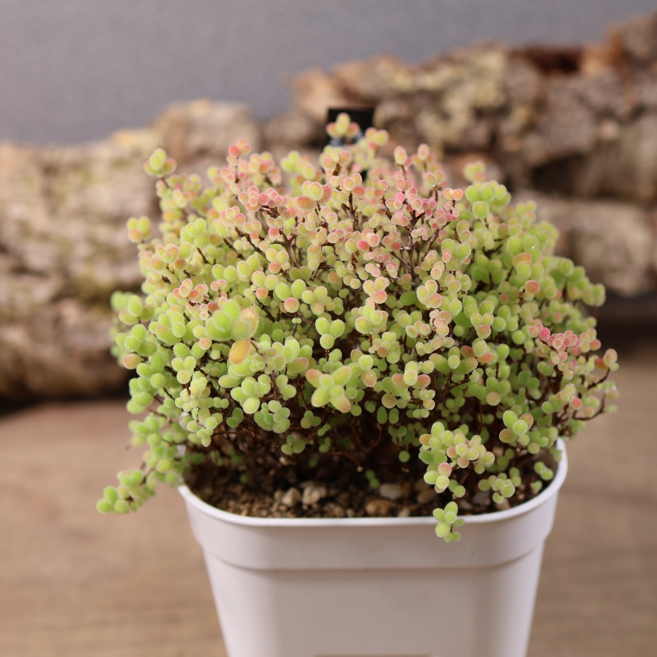 再入荷！ 702『ドロサンテマム 蜜柑』観葉植物【送料無料】 | MARX