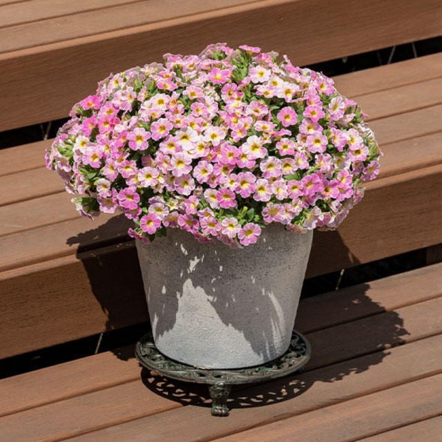 ミリオンベル　アンティークピーチ