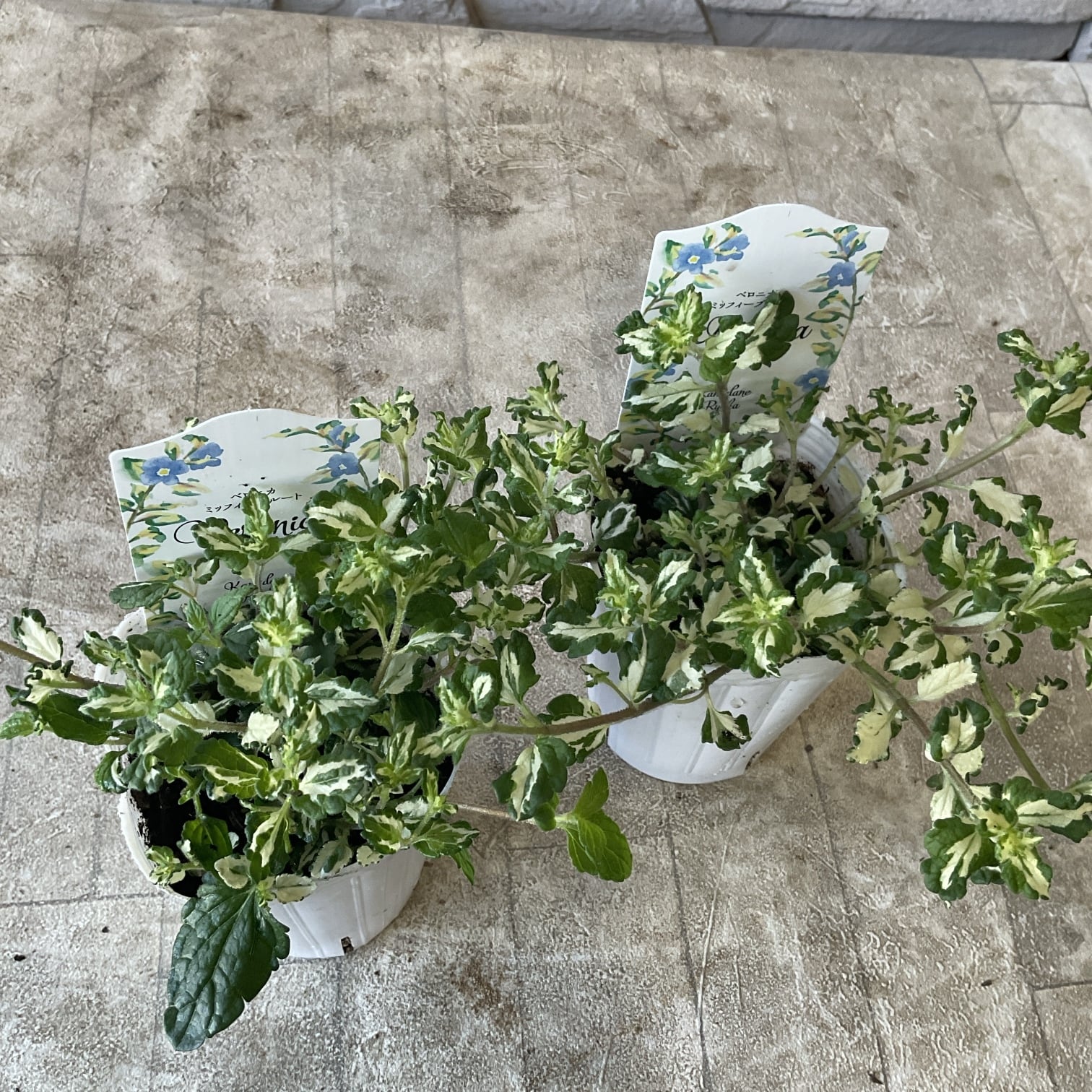花苗 | 橋本種苗園