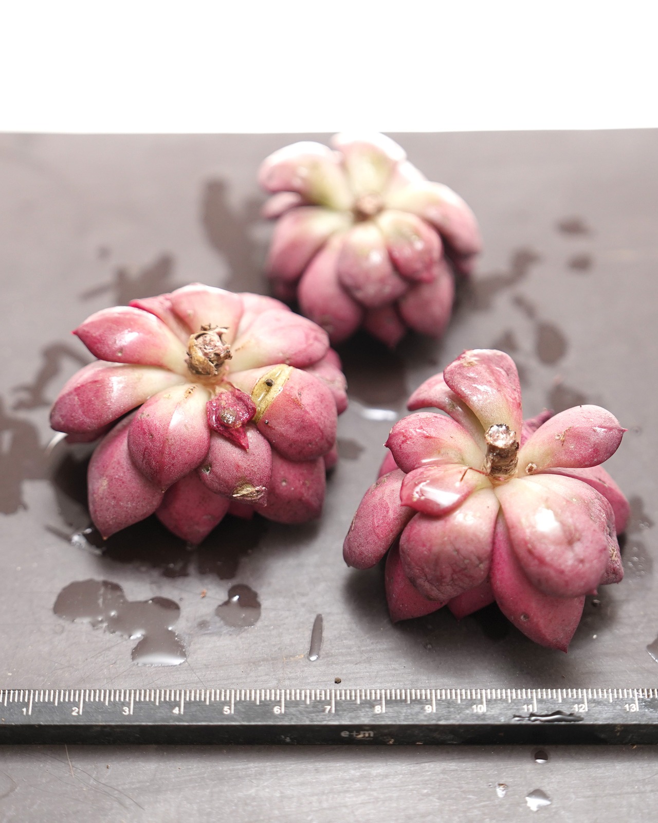 カット苗 シャープト Echeveria 'Sharpto'