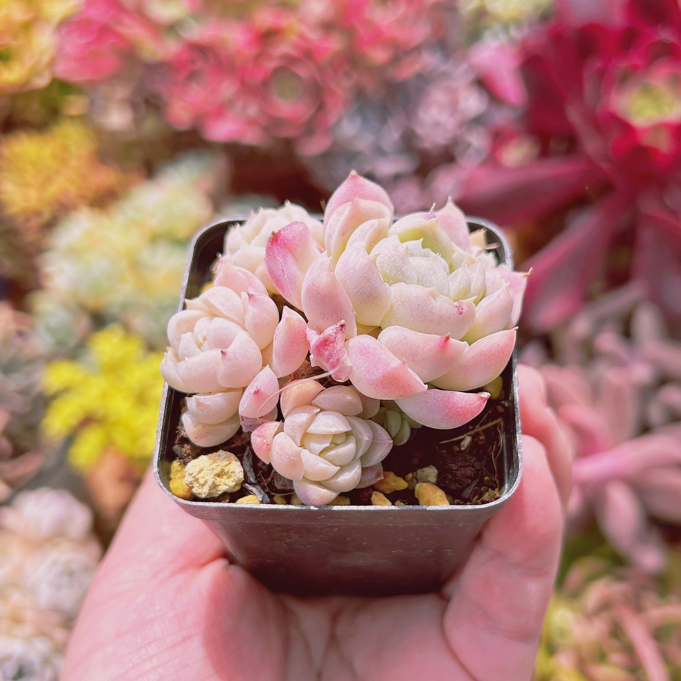 現物 多肉植物 白瑠璃 抜き苗 | るる農園~多肉植物専門