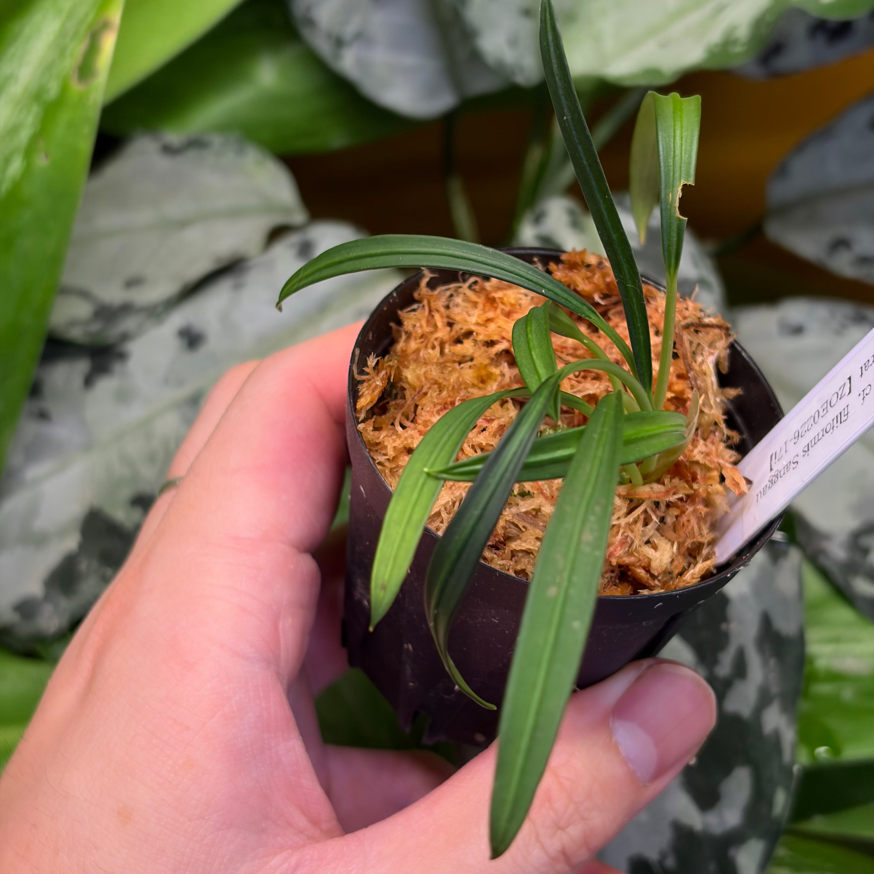 Bucephalandra cf. filiformis Sanggau Kalimantan Barat【ZOE0226-17i