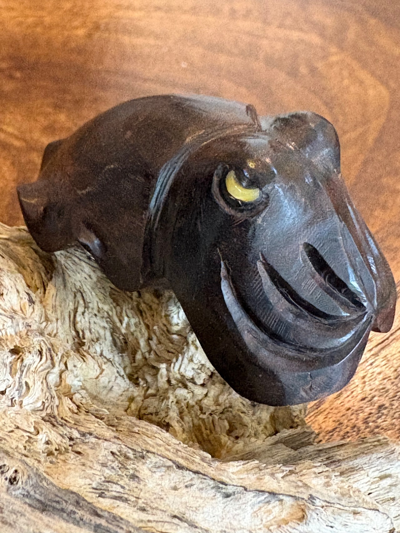 黒檀クブシミのオブジェ　(和名コブシメ)