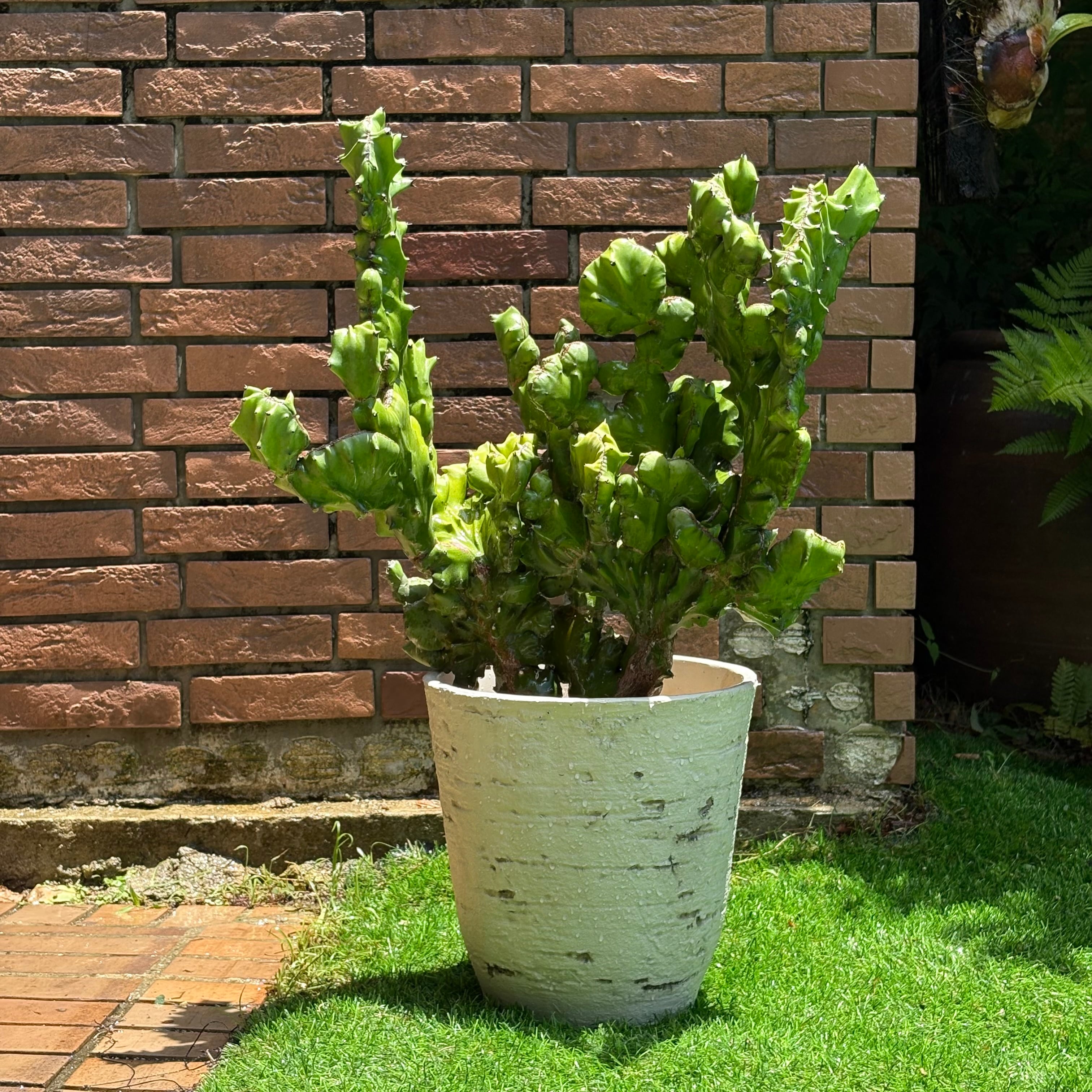 ユーフォルビア マカイキリン セレクト鉢