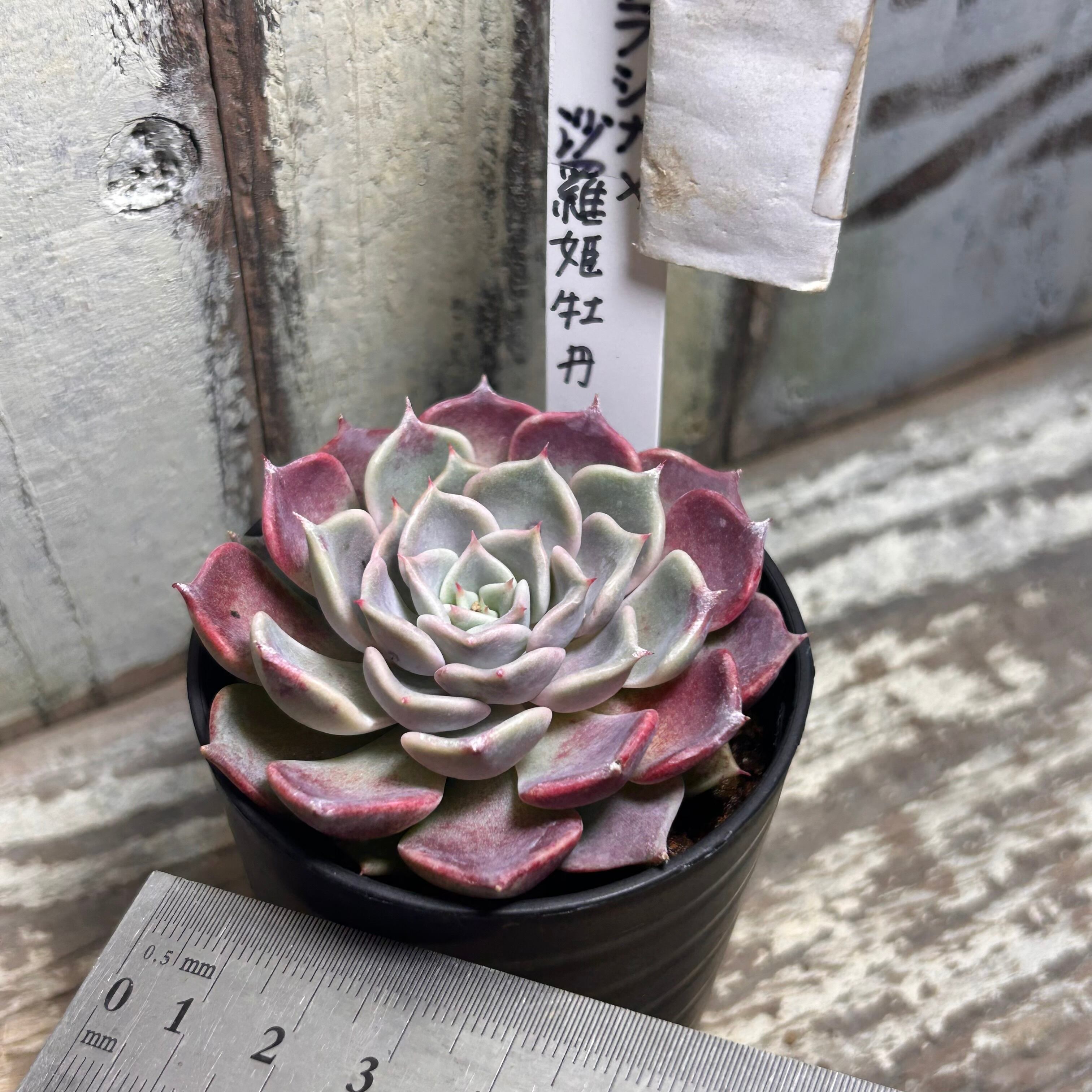 購入済。No28 リラシナ×沙羅姫牡丹　抜き苗　発送方法②　多肉 リラシナ× 沙羅姫牡丹 | RuPo 多肉植物専門店
