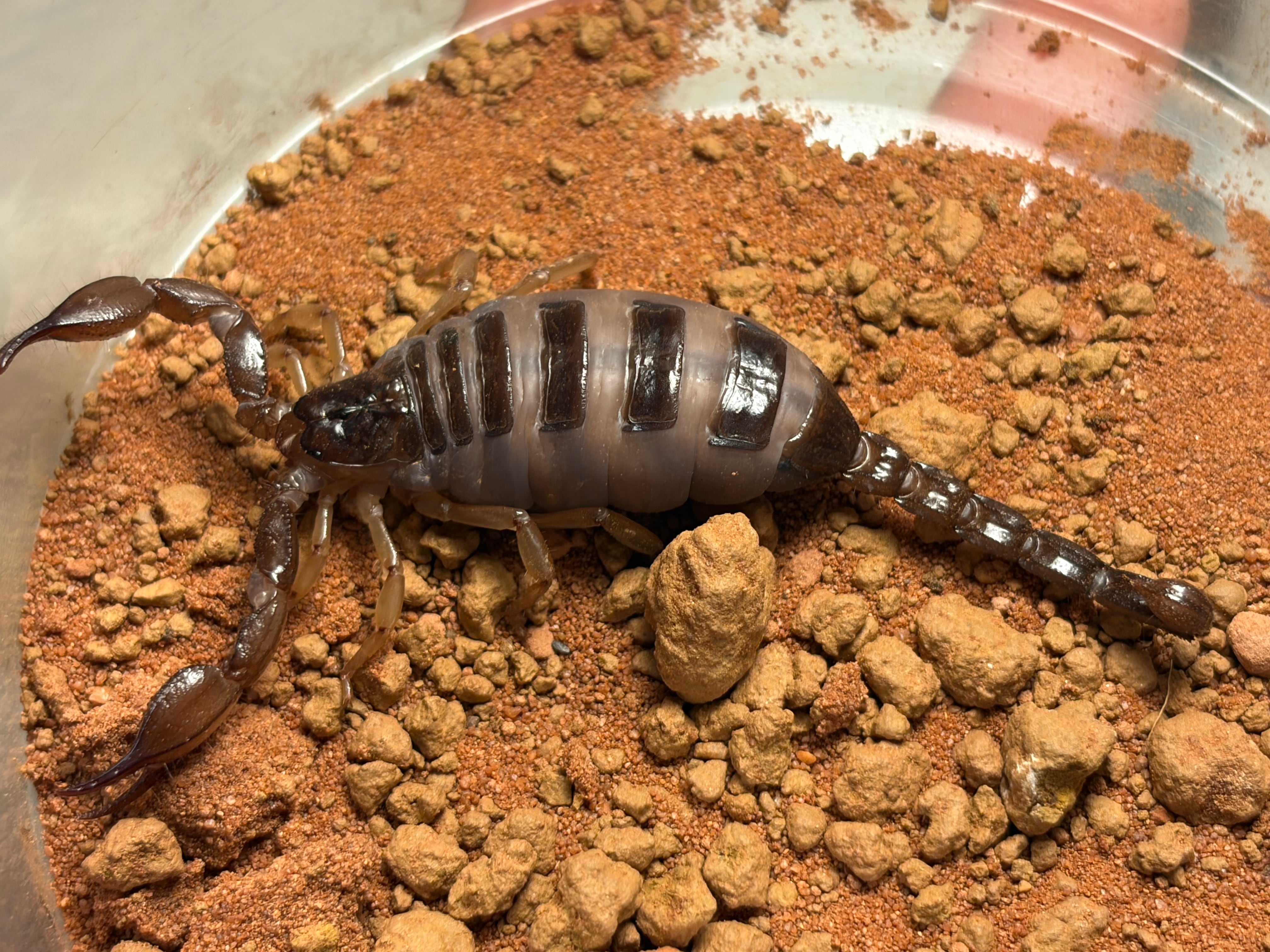 ネボホワイトスコーピオン 全長3cm程タランチュラサソリカマキリムカデ
