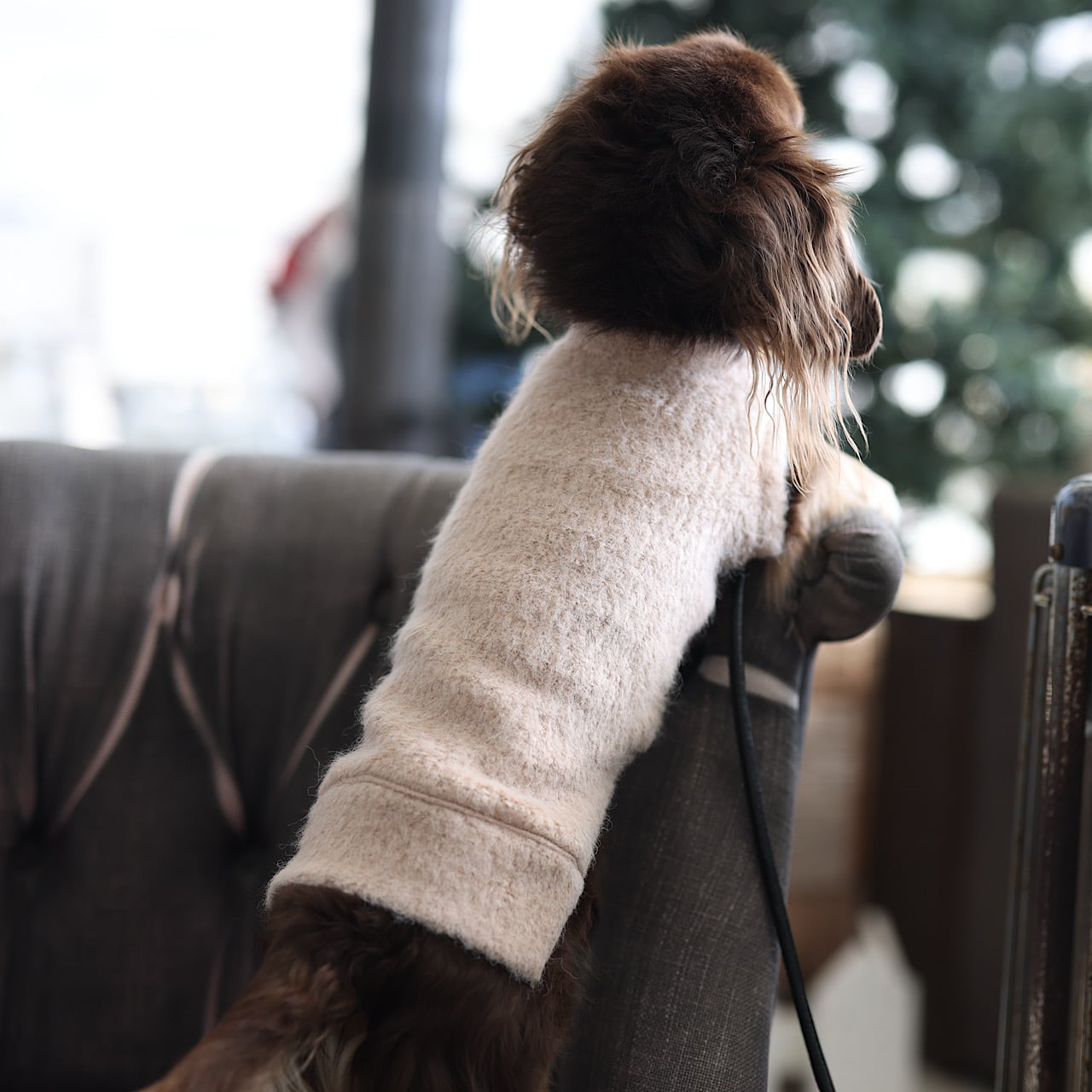 袖なし | カニンヘンダックスとミニチュアダックス専門のお洋服web