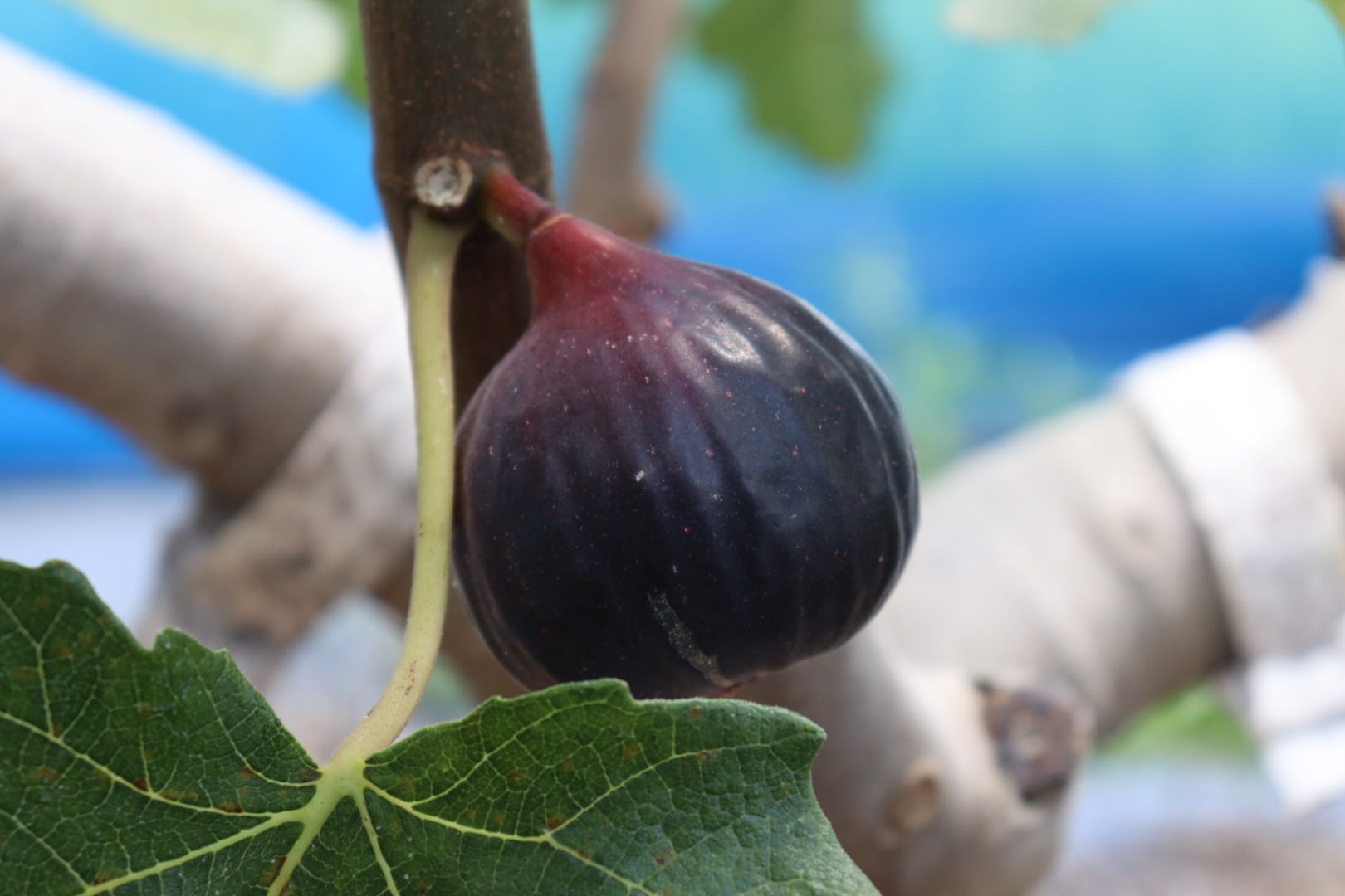 無花果　いちじく　イチジク