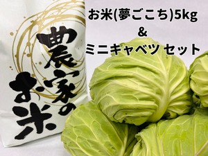 【冬季限定】お米5kg & ミニキャベツ セット