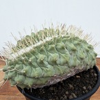 Storombocactus disciformis【ストロンボカクタス・菊水綴化】