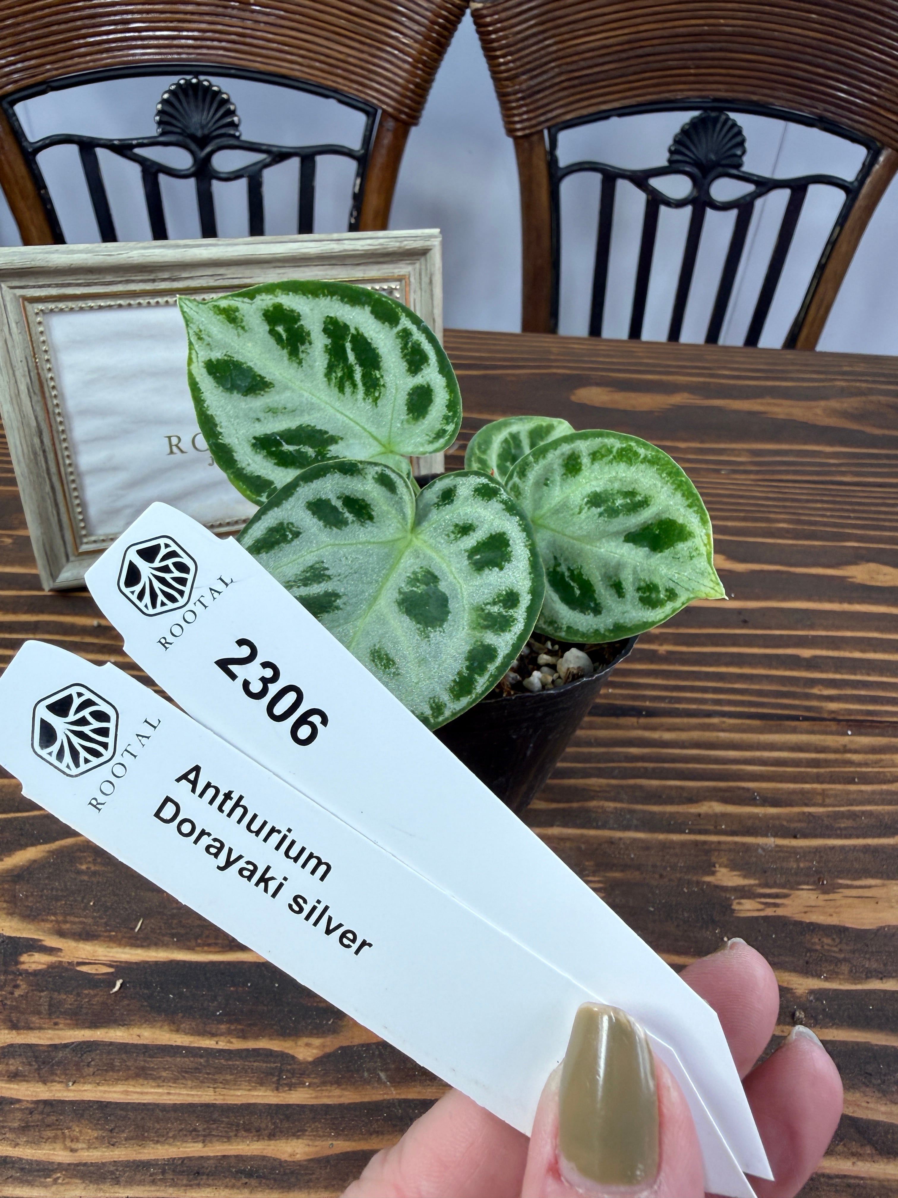 ドラヤキシルバー | ROOTALPLANTS