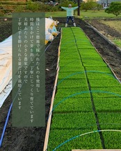 凛々米 3合×2袋 BOXセット