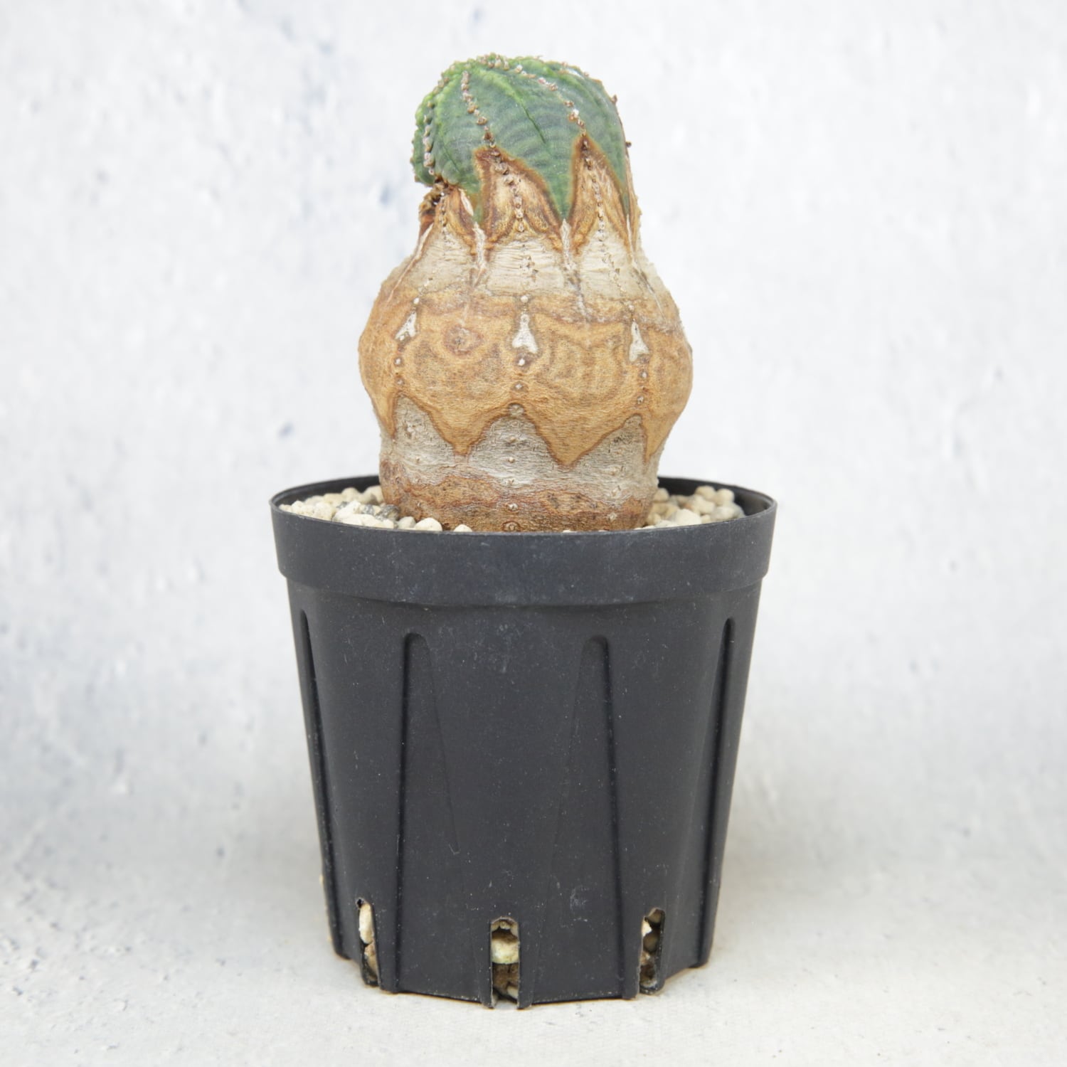 メス株【厳選株】白木 木質化 美模様 マイクロ マウンテン オベサ