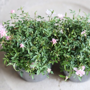 ミニバラ　姫乙女　小さいお花　とげなし　四季咲き　手間がかからないバラ　