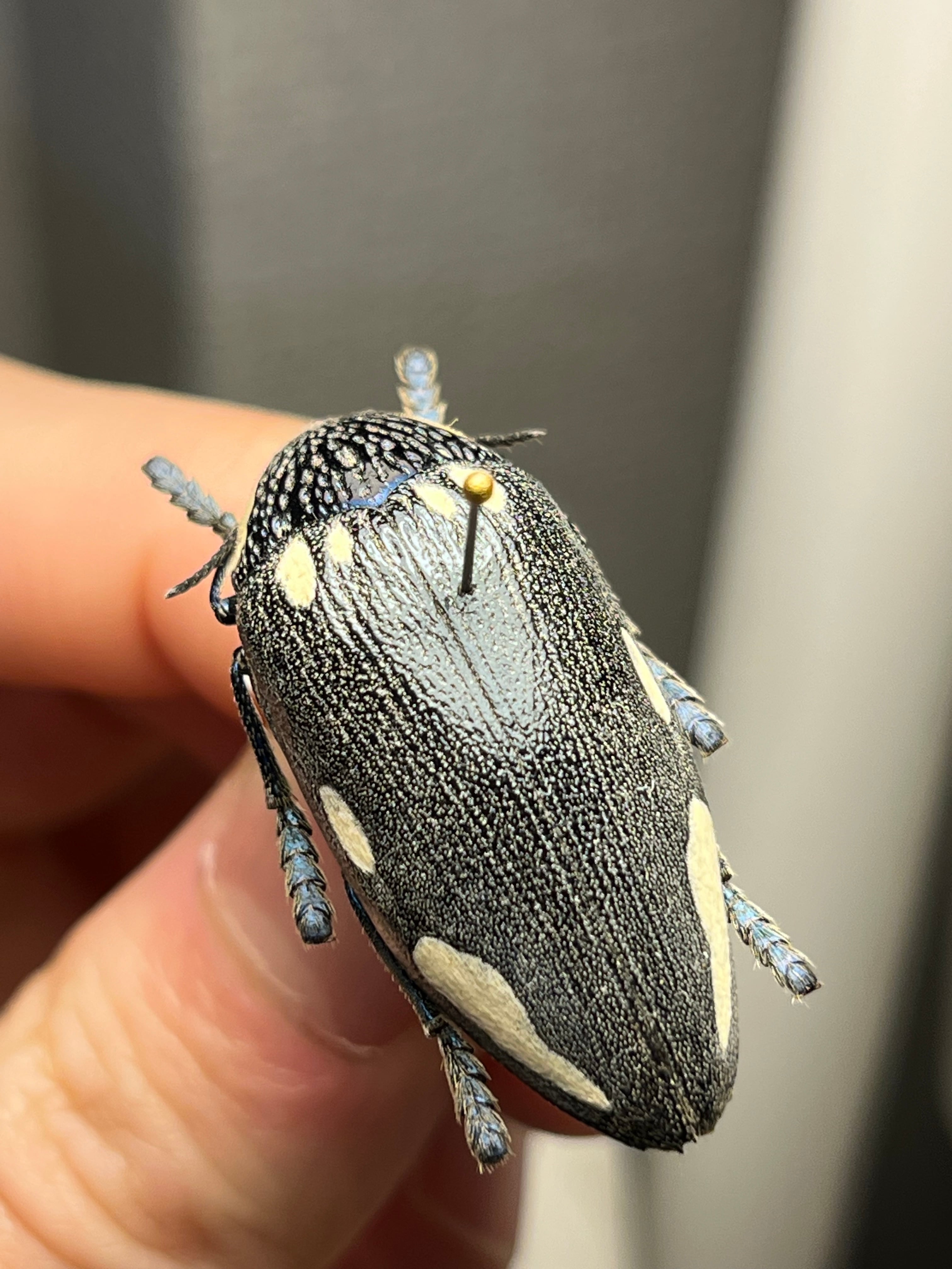 34mm】タテオビフトタマムシ giant jewel beetle 昆虫標本