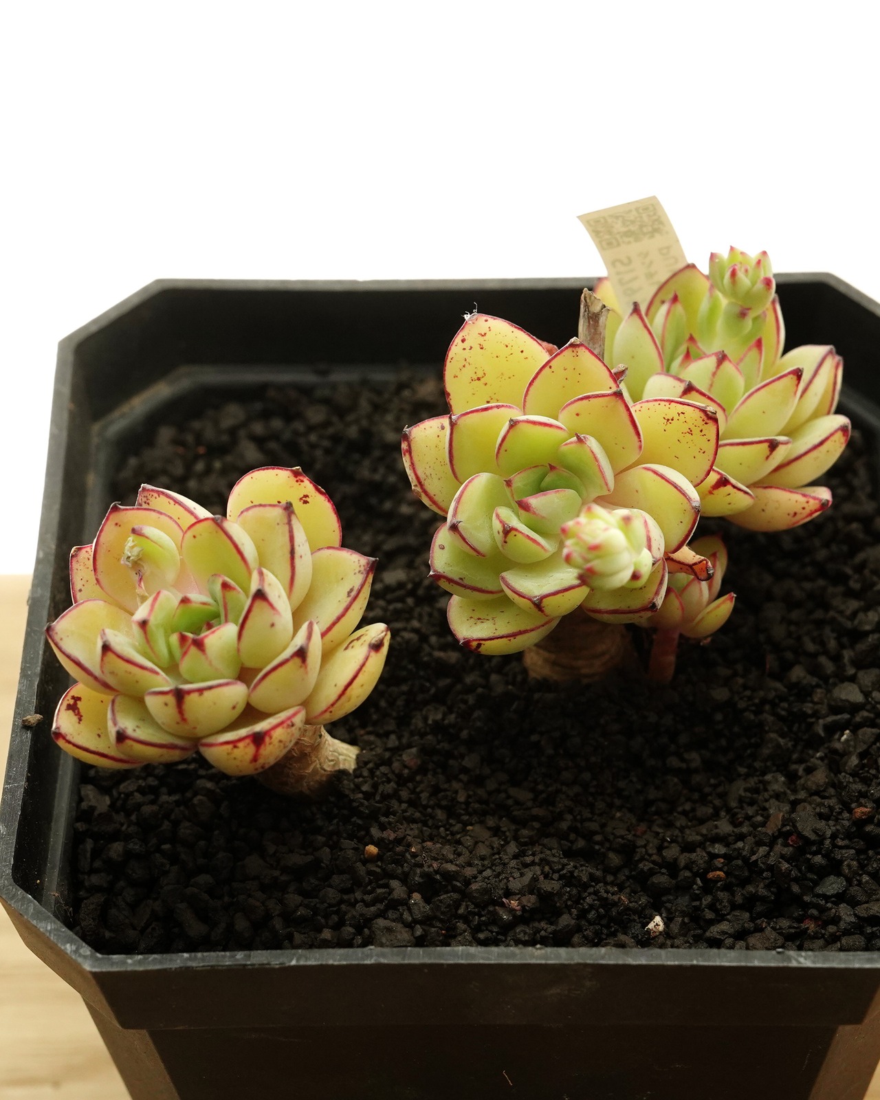 カット苗 シンデレラ 【日本初上陸？！】 Echeveria 'Cinderella'