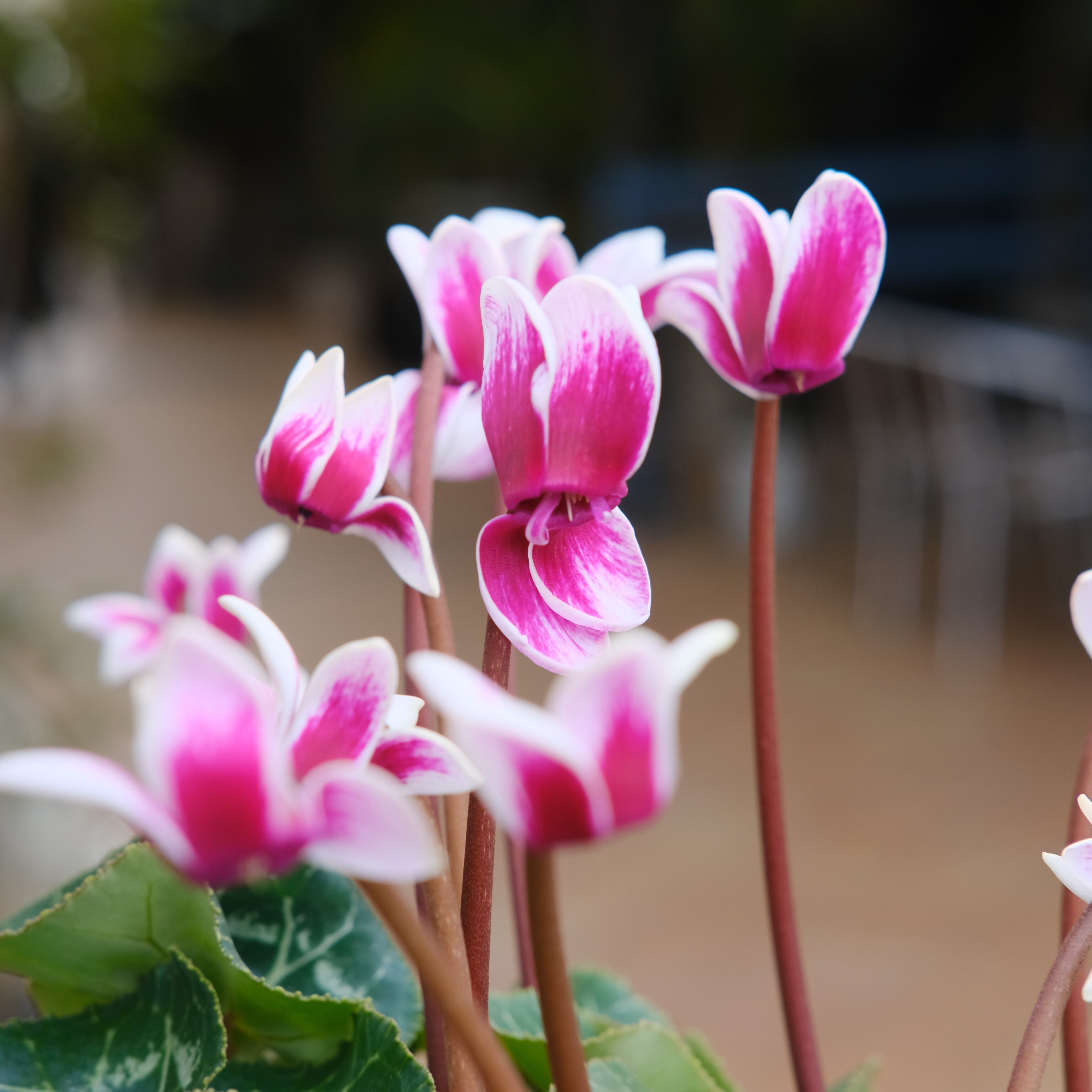 シクラメン チモシリーズ《 ピコティ 一重 》 | グリーンギャラリー