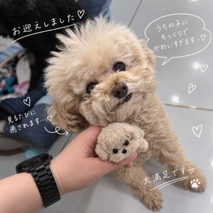 犬 置物 モールアート モール人形 ミニチュア 犬 ドッグ ぬいぐるみ風 ハンドメイド風 トイプードル ビションフリーゼ かわいい 小さい ふわふわ インテリア 雑貨 卓上飾り デスク飾り ミニサイズ プレゼント ギフト 車内用品 商品画像12