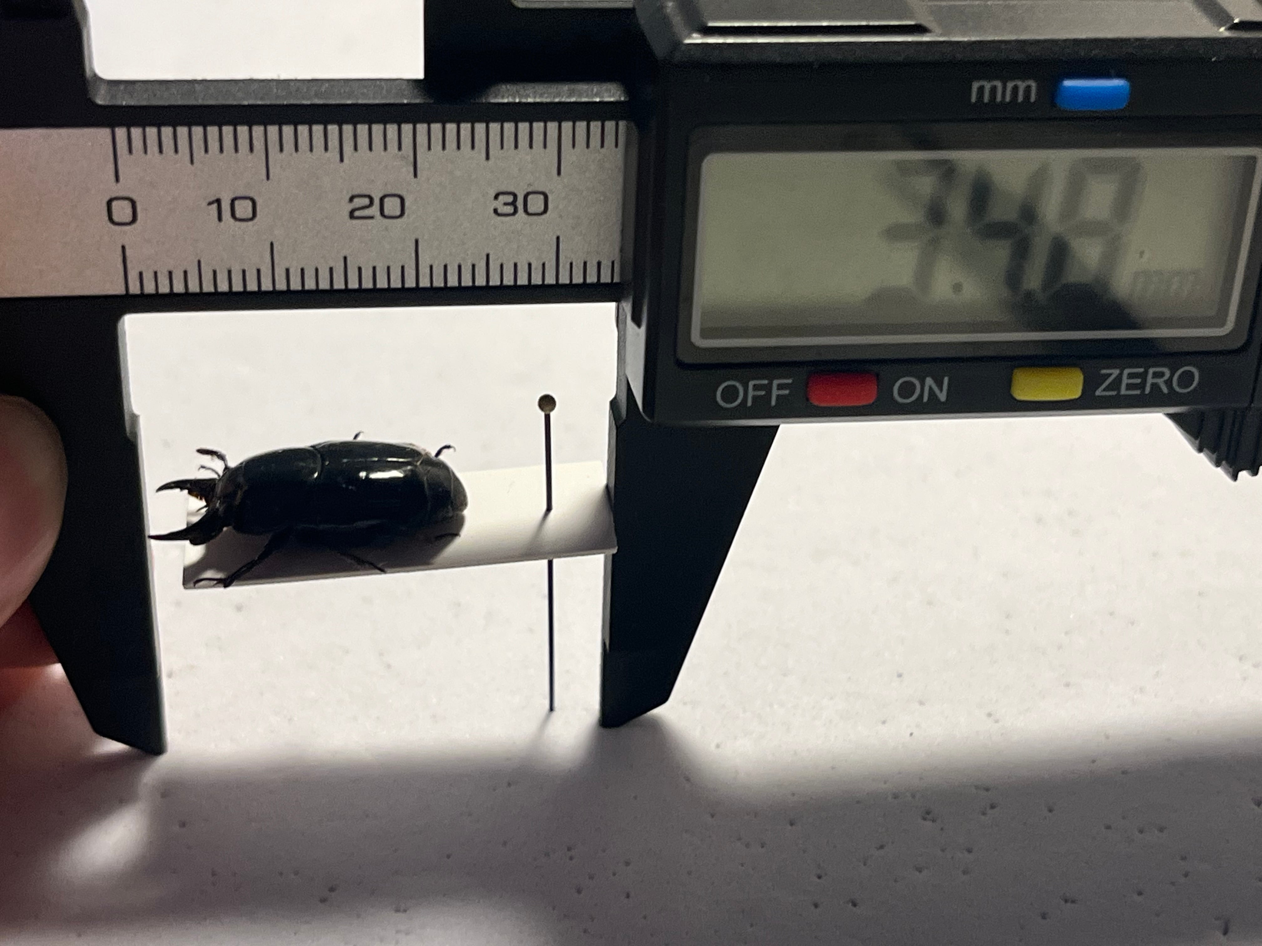 22mm】漆を塗ったかのような艶感が美しいエンマムシの一種 ボツワナ産
