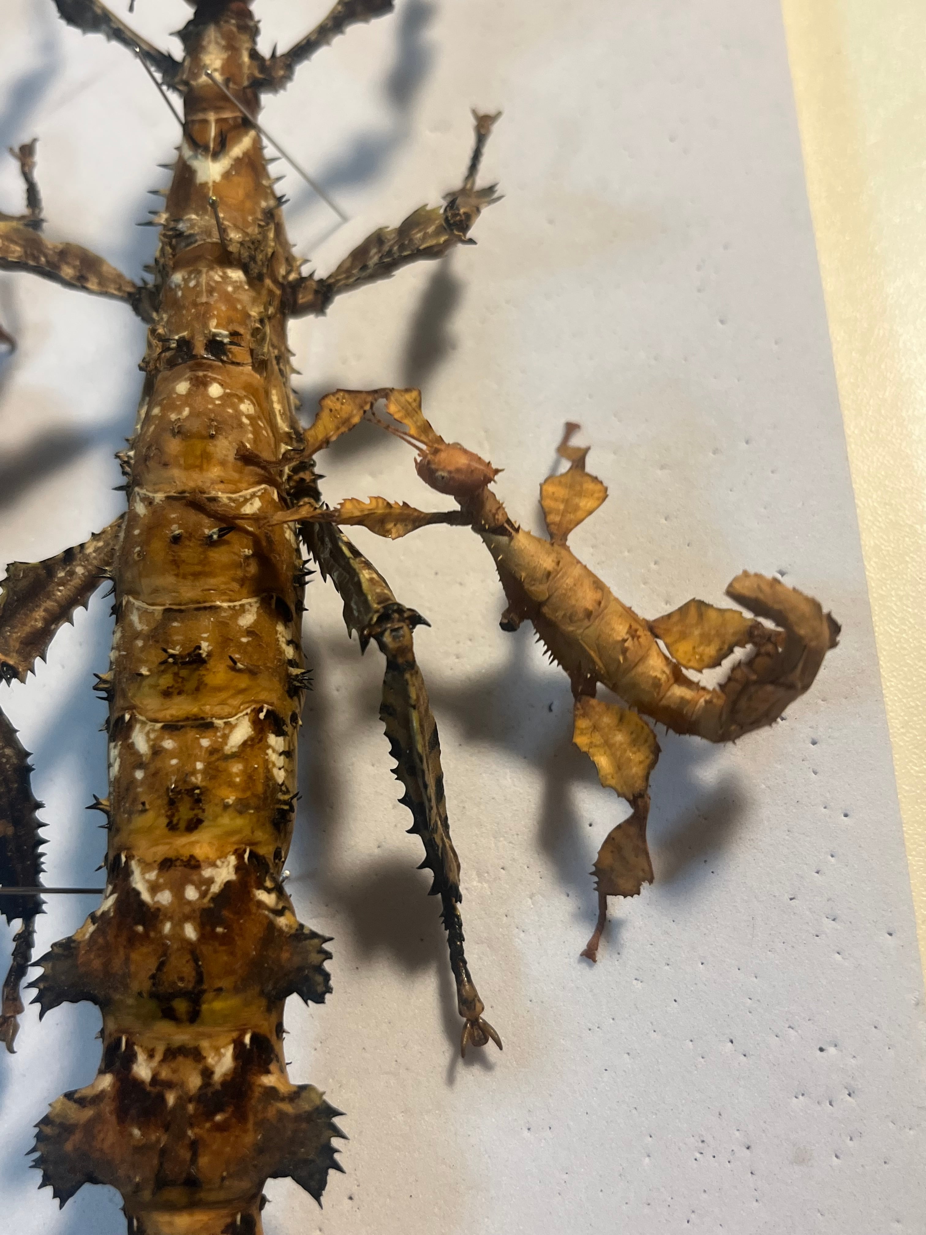 極BIG】ユウレイヒレアシナナフシの昆虫標本 Extatosoma popa
