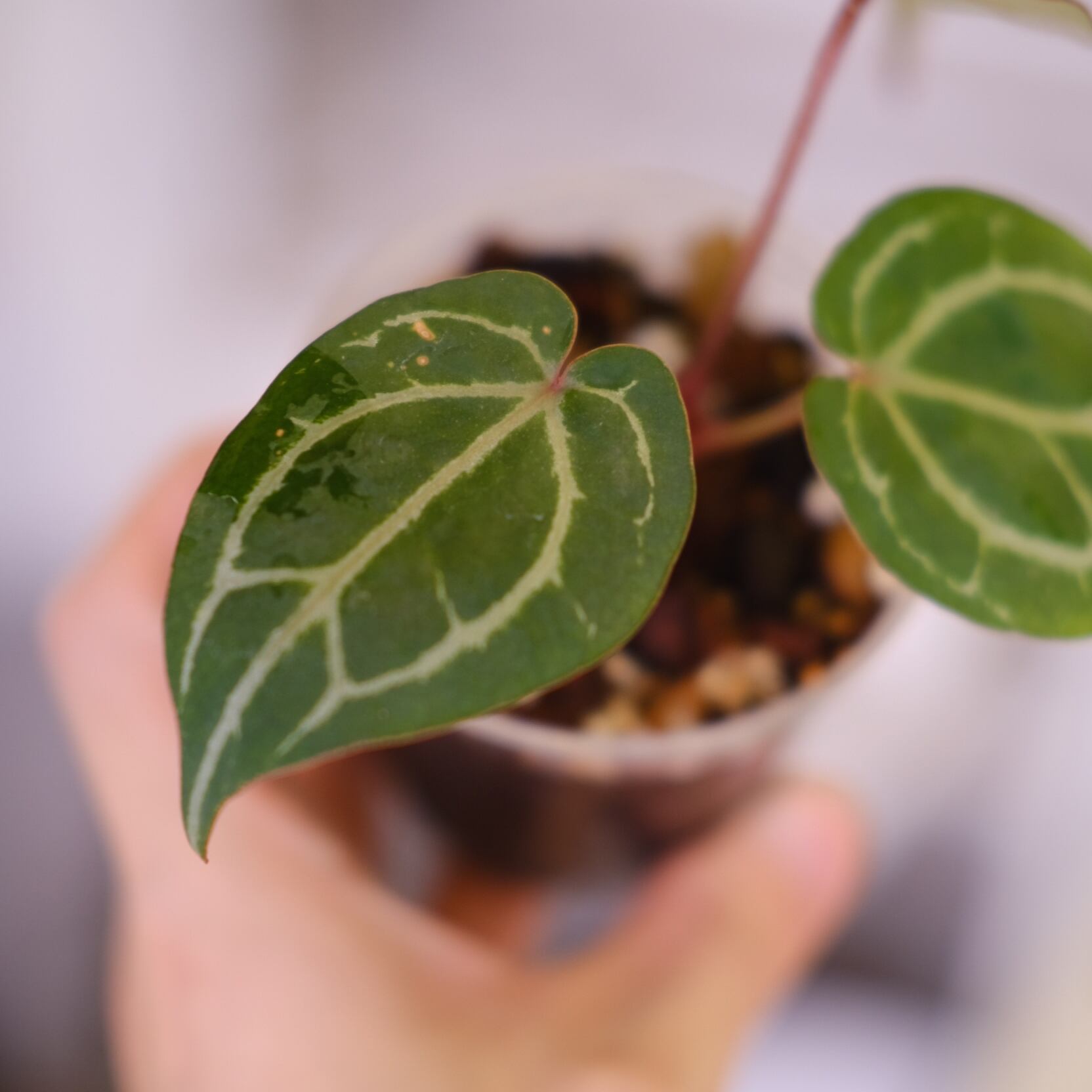 Anthurium.Zara Michelle #4 × A.Zara Michelle #2 / アンスリウム