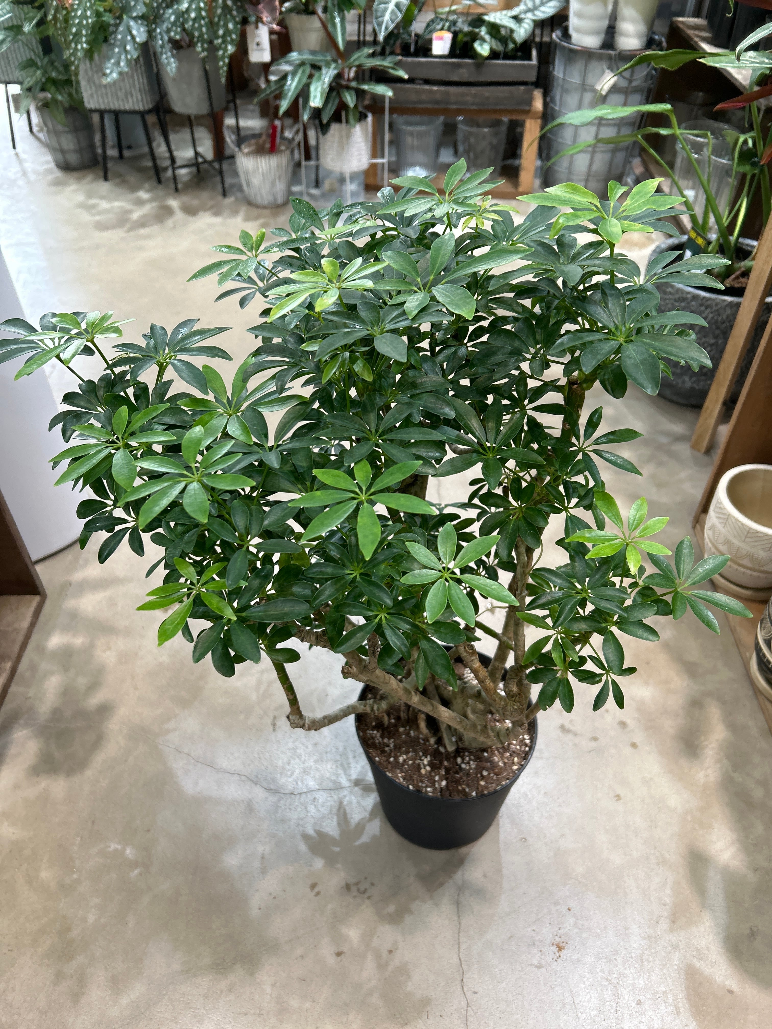 植物/観葉植物 シェフレラ 古木風