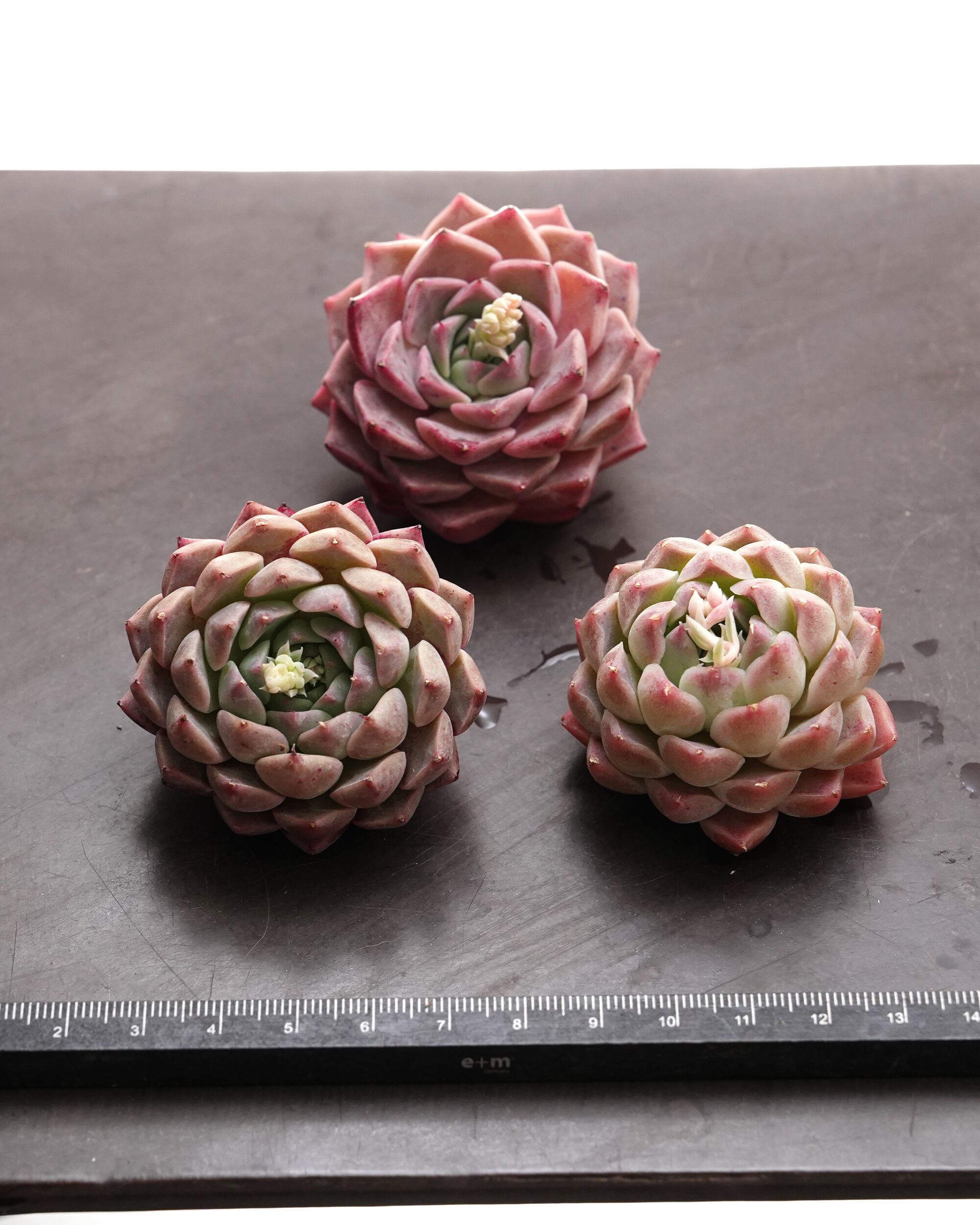 カット苗 ヒアリナ Echeveria hyalina | PUKUBOOK SUCCULENTS