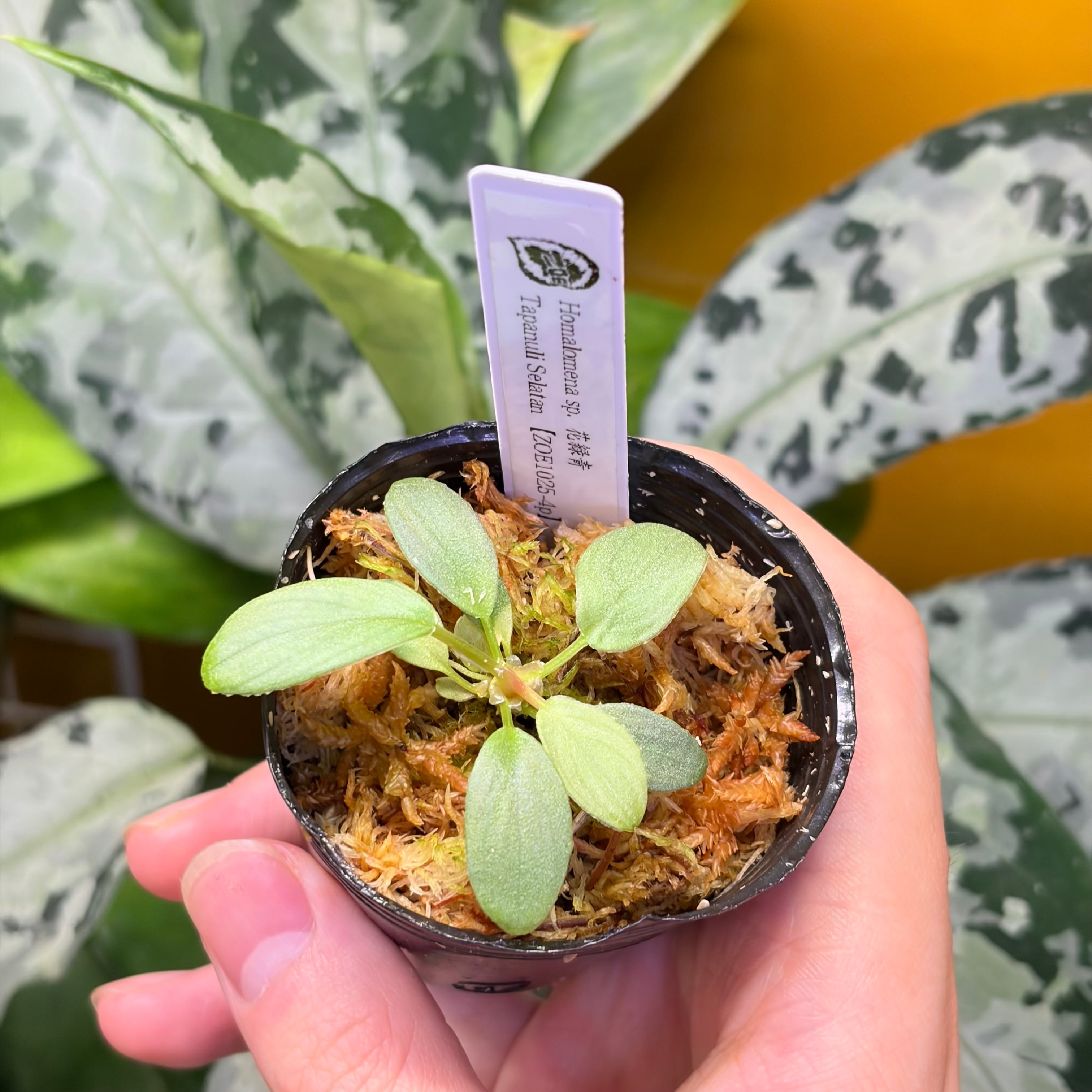 Homalomena sp. 花緑青 Tapanuli Selatan 【ZOE1025-4p】 銀葉個体