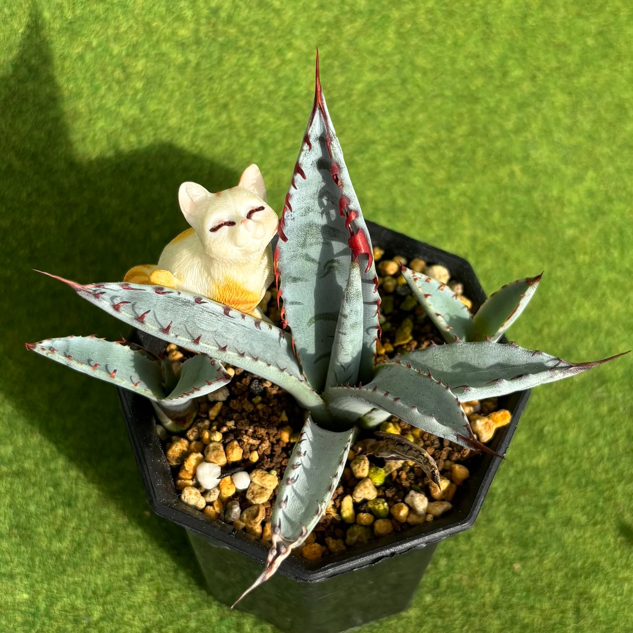 多肉植物 豆彦商店