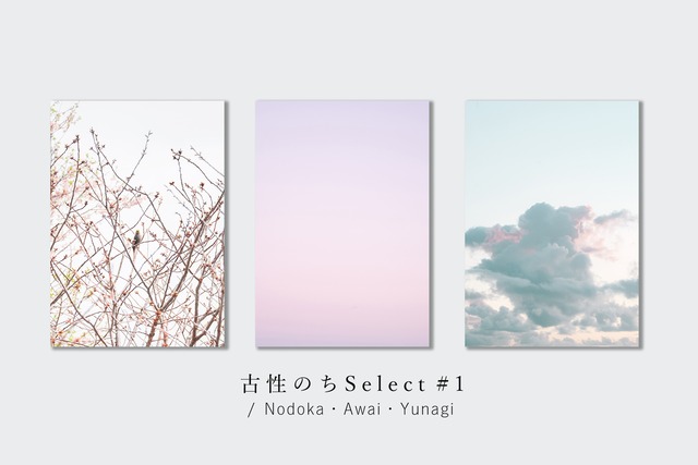 古性のちselect 写真パネルset「桜色」（A3サイズ）