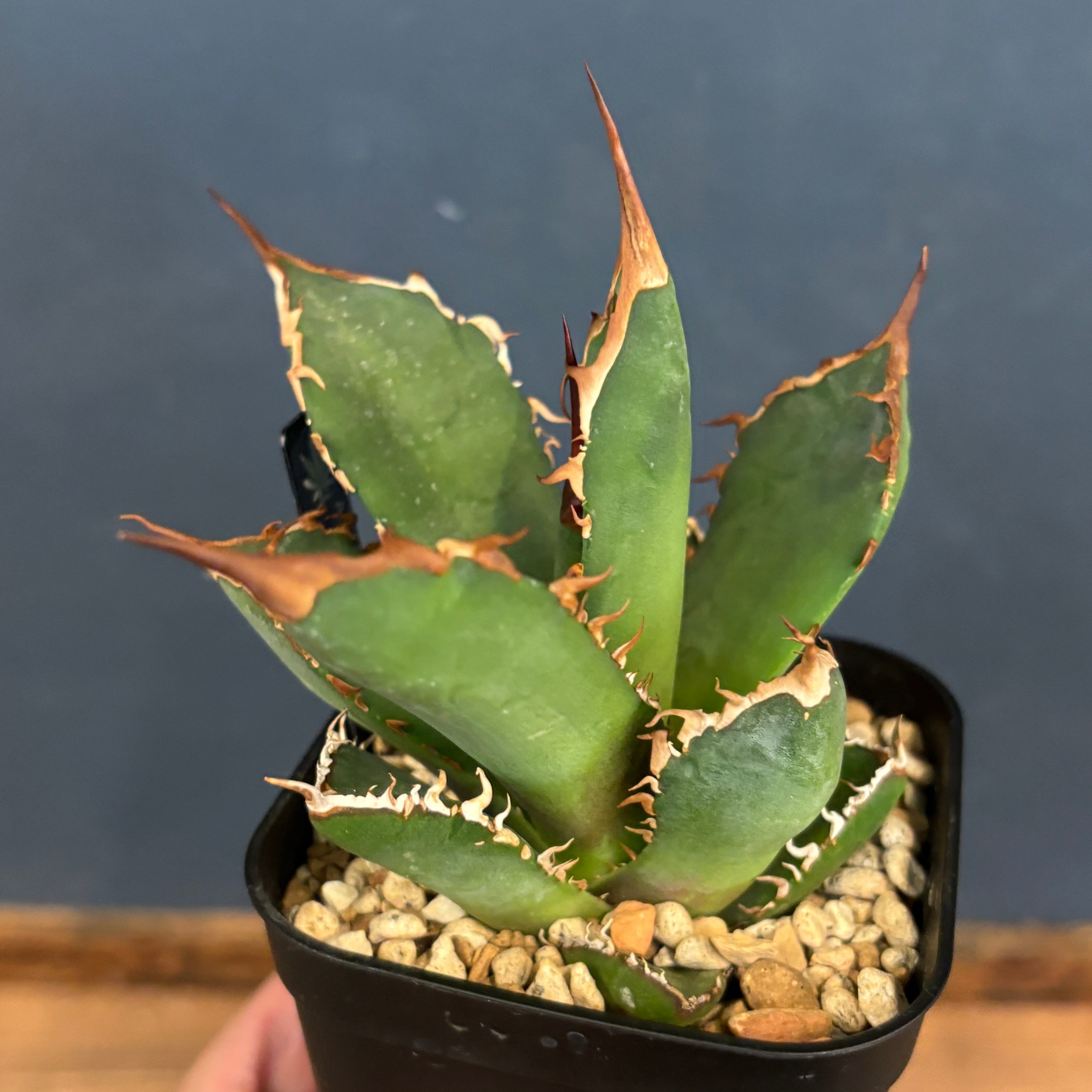 アガベ チタノタ トーチ 聖火【018】 | PROTOLEAF プロトリーフ