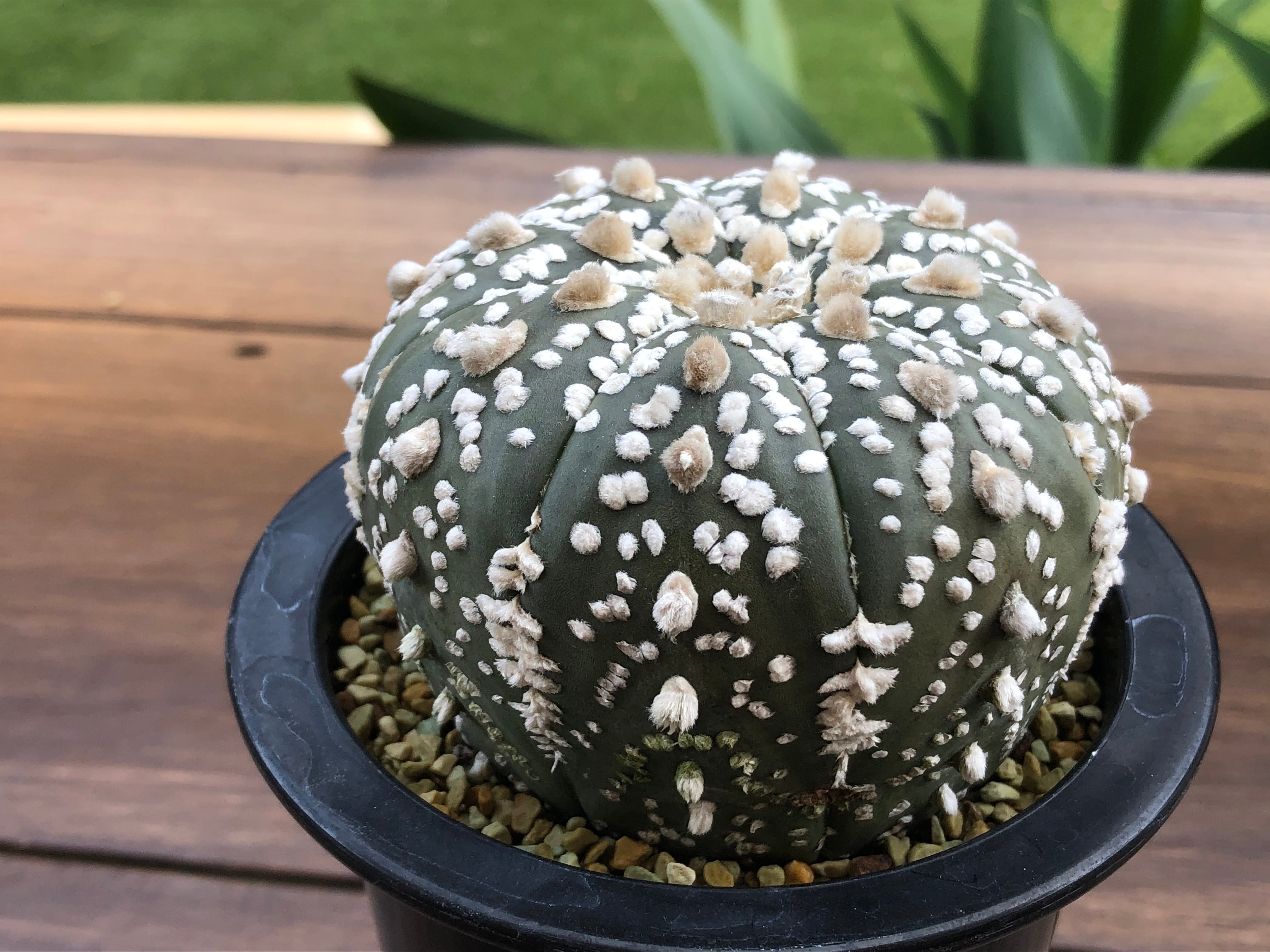 Astrophytum asterias 兜丸 サボテン スーパー兜 | plants MARU ー